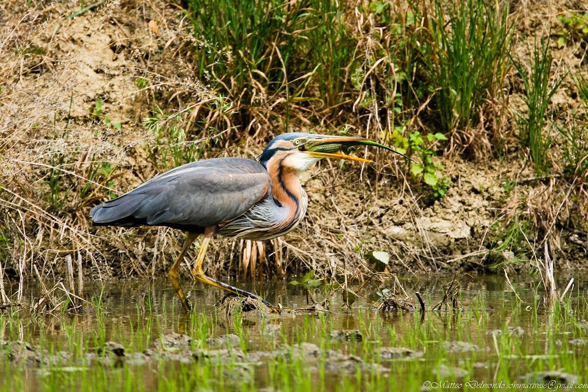 Purple Heron with prey