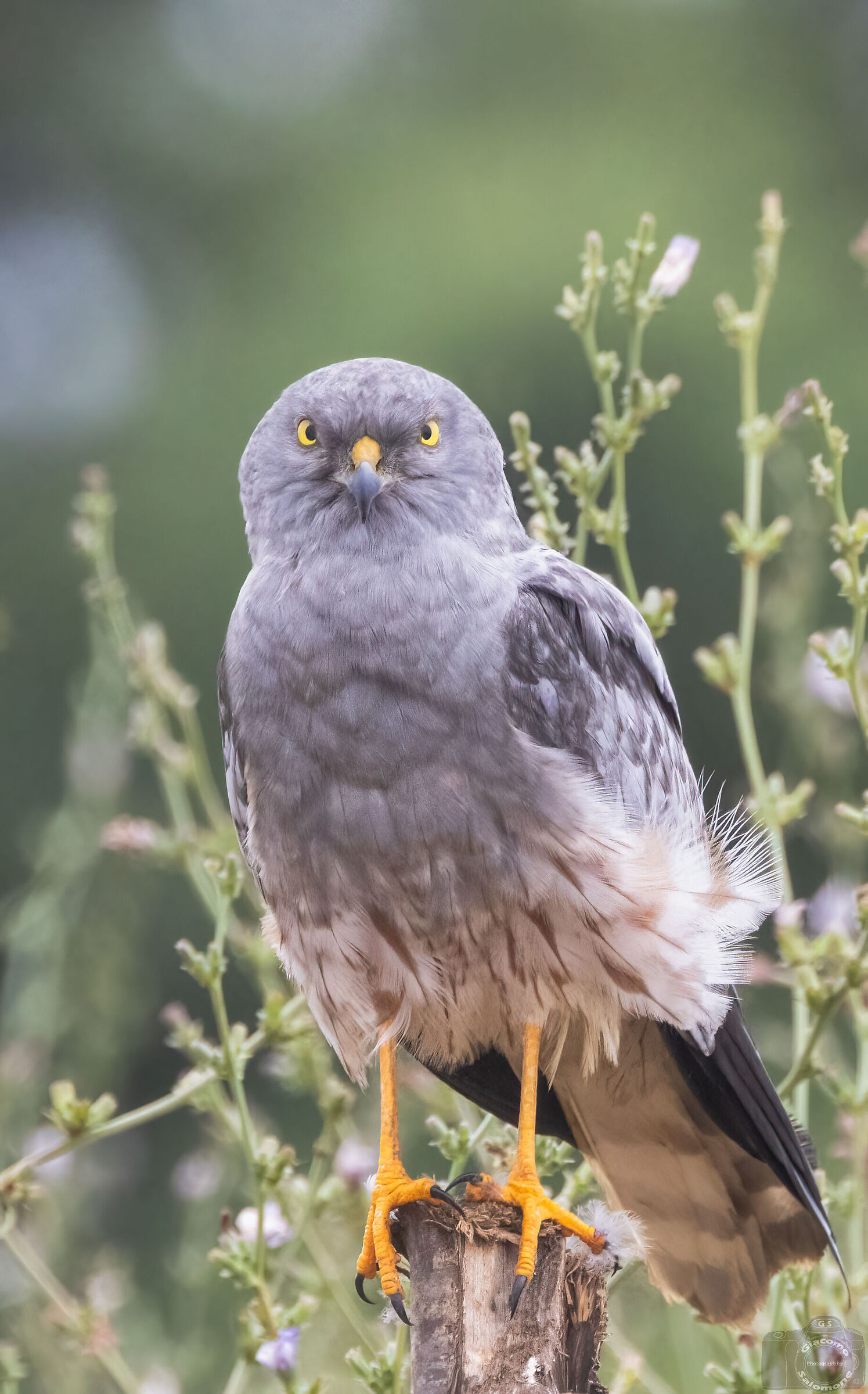 Male Harrier