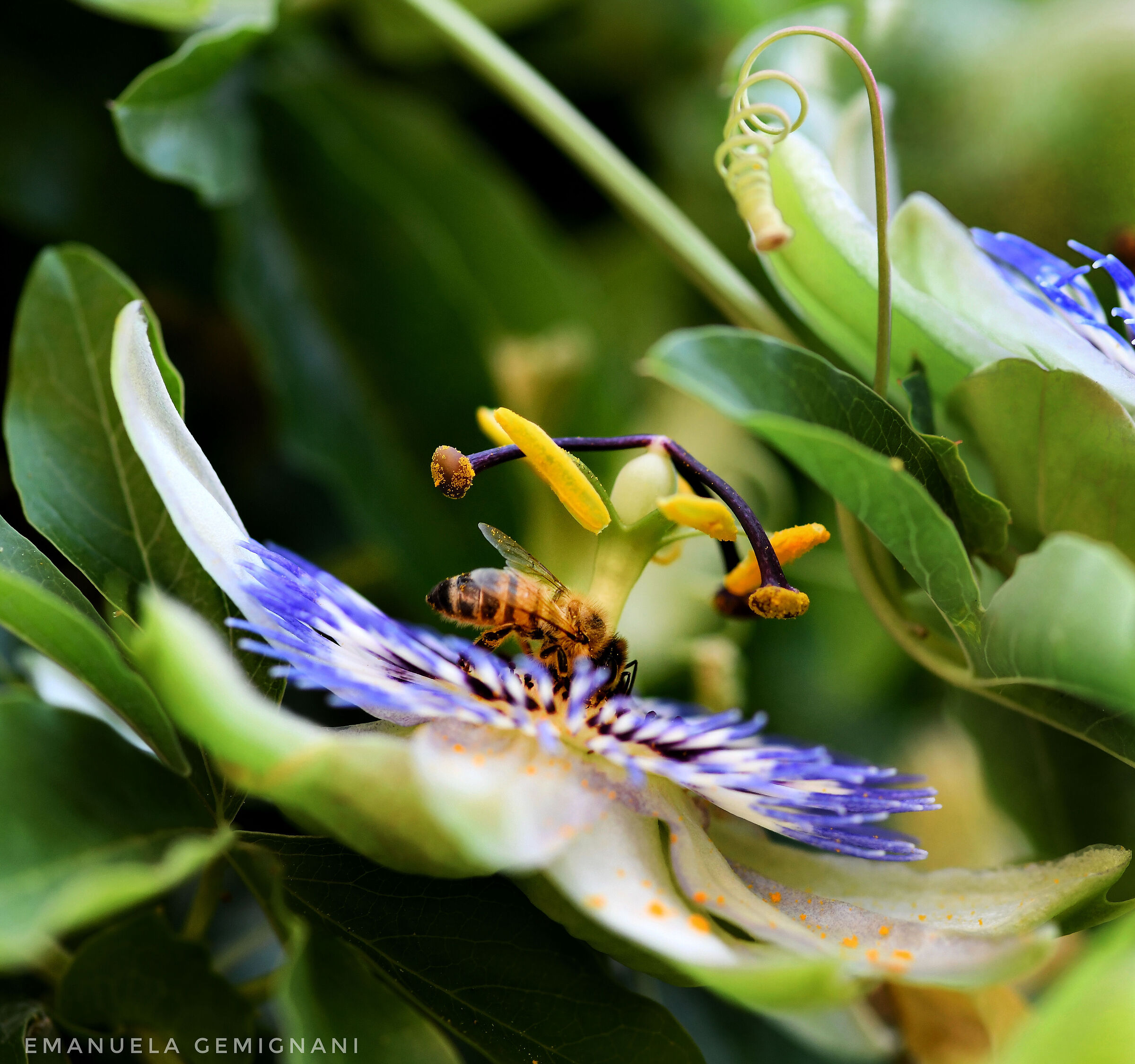 The bee and the passionflower