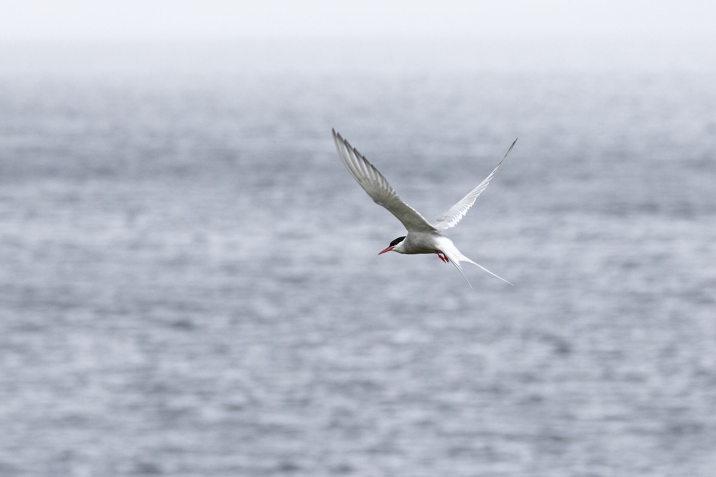 Arctic Tern