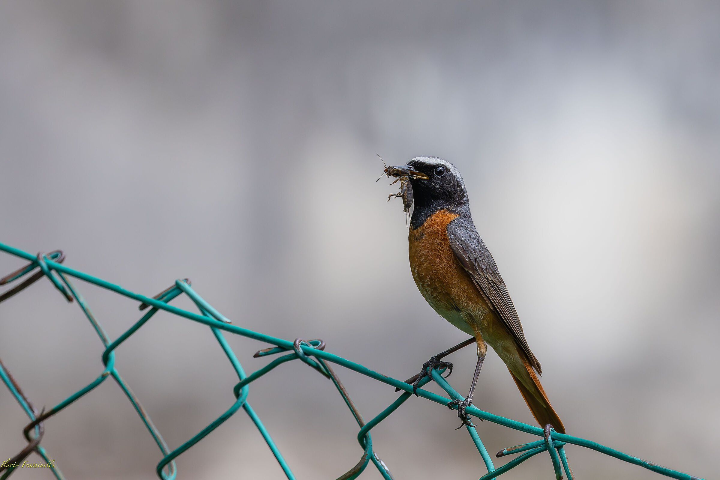 Redstart with prey for newborns