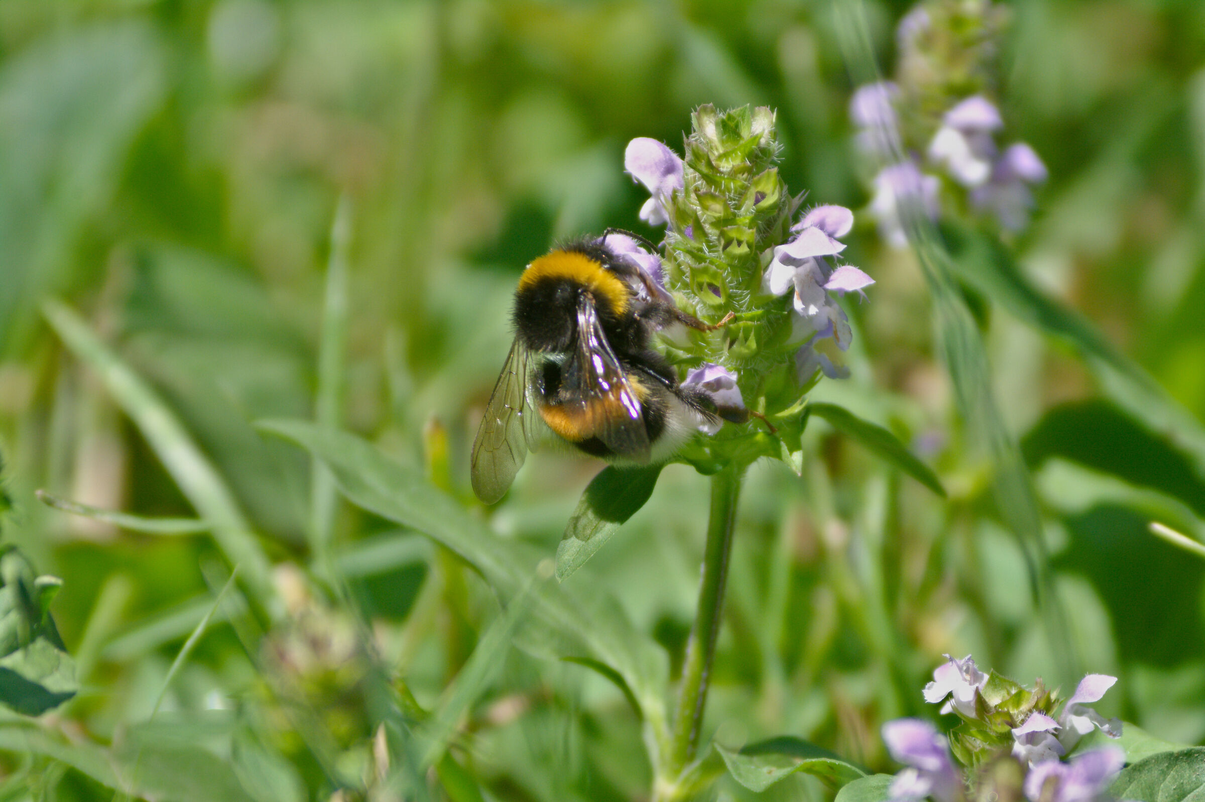 Bumblebee. 29/06/25.