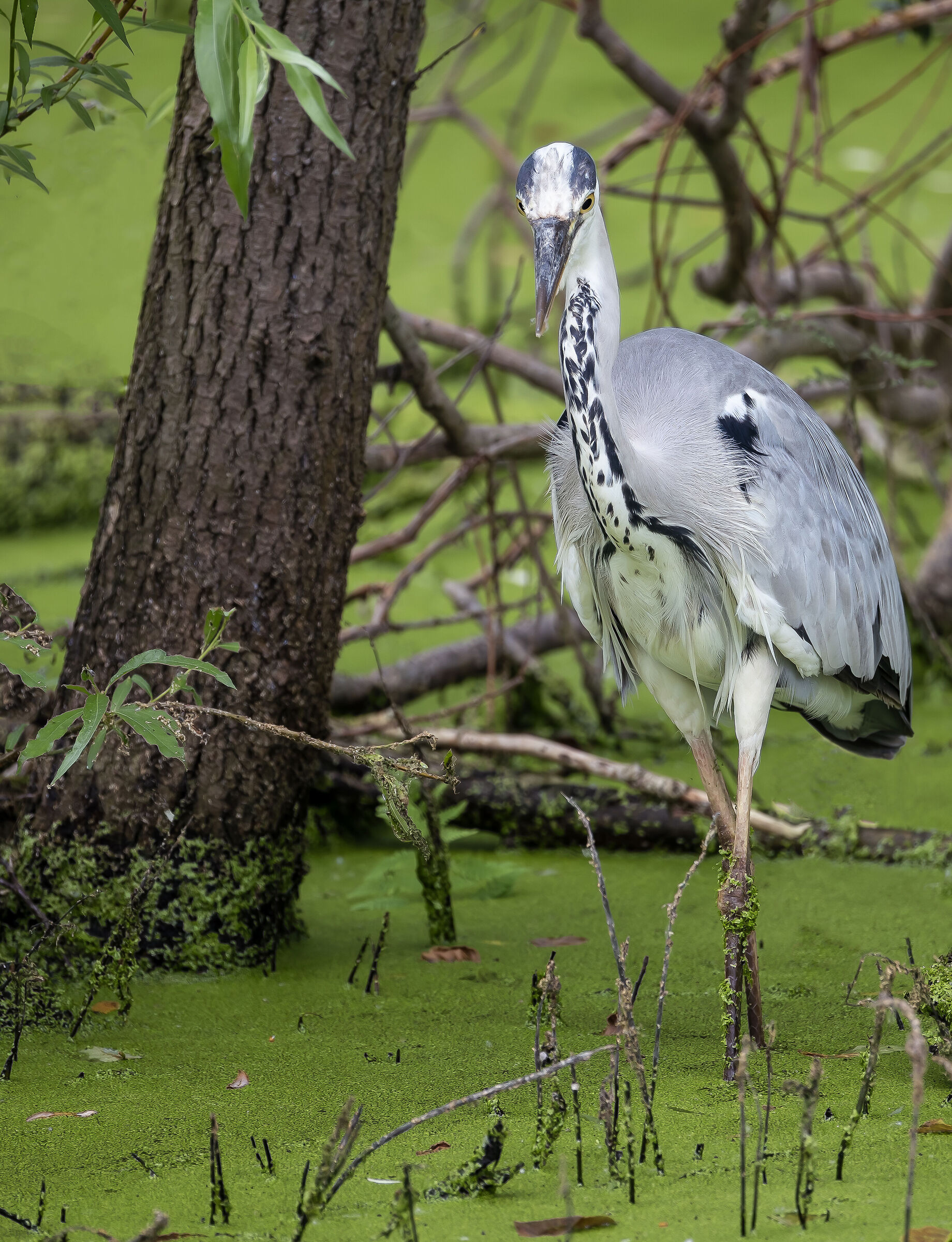 Due passi nel verde ....