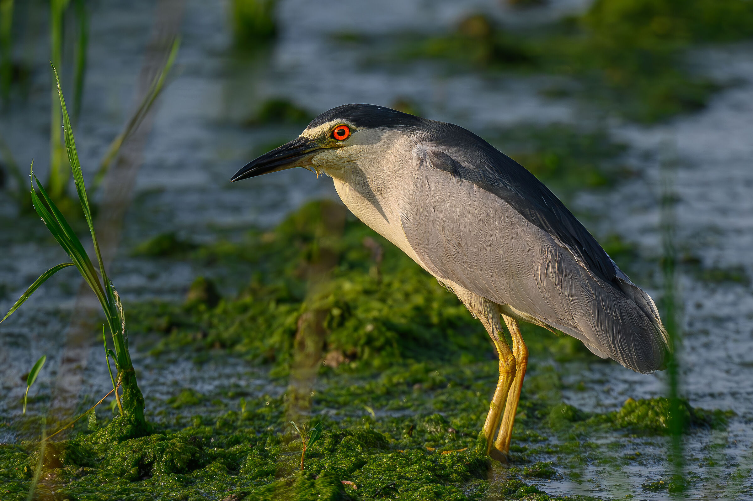 In the morning in the rice field