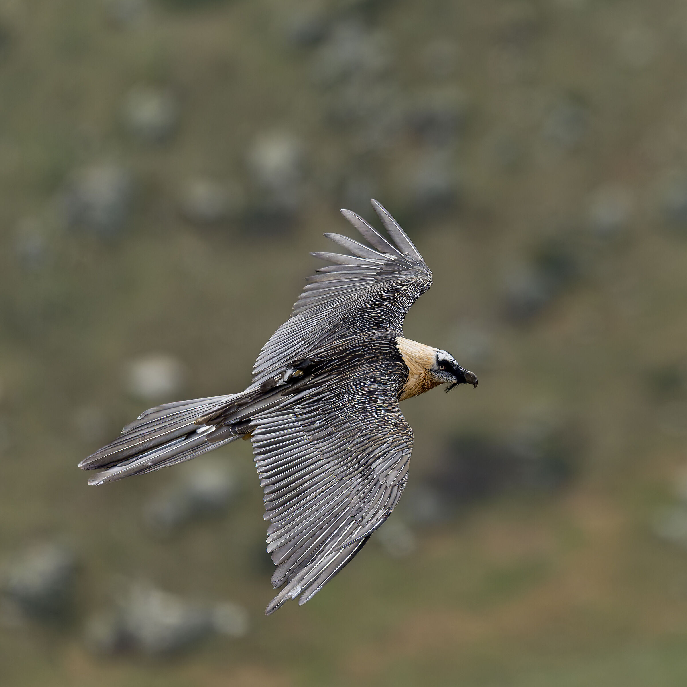 Gypaetus barbatus - Gran Paradiso National Park