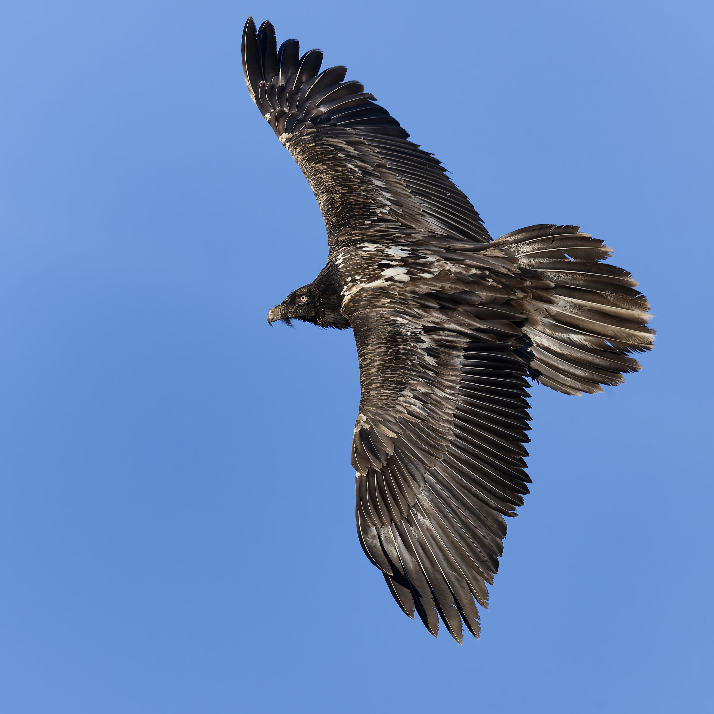 Gypaetus barbatus - Gran Paradiso National Park