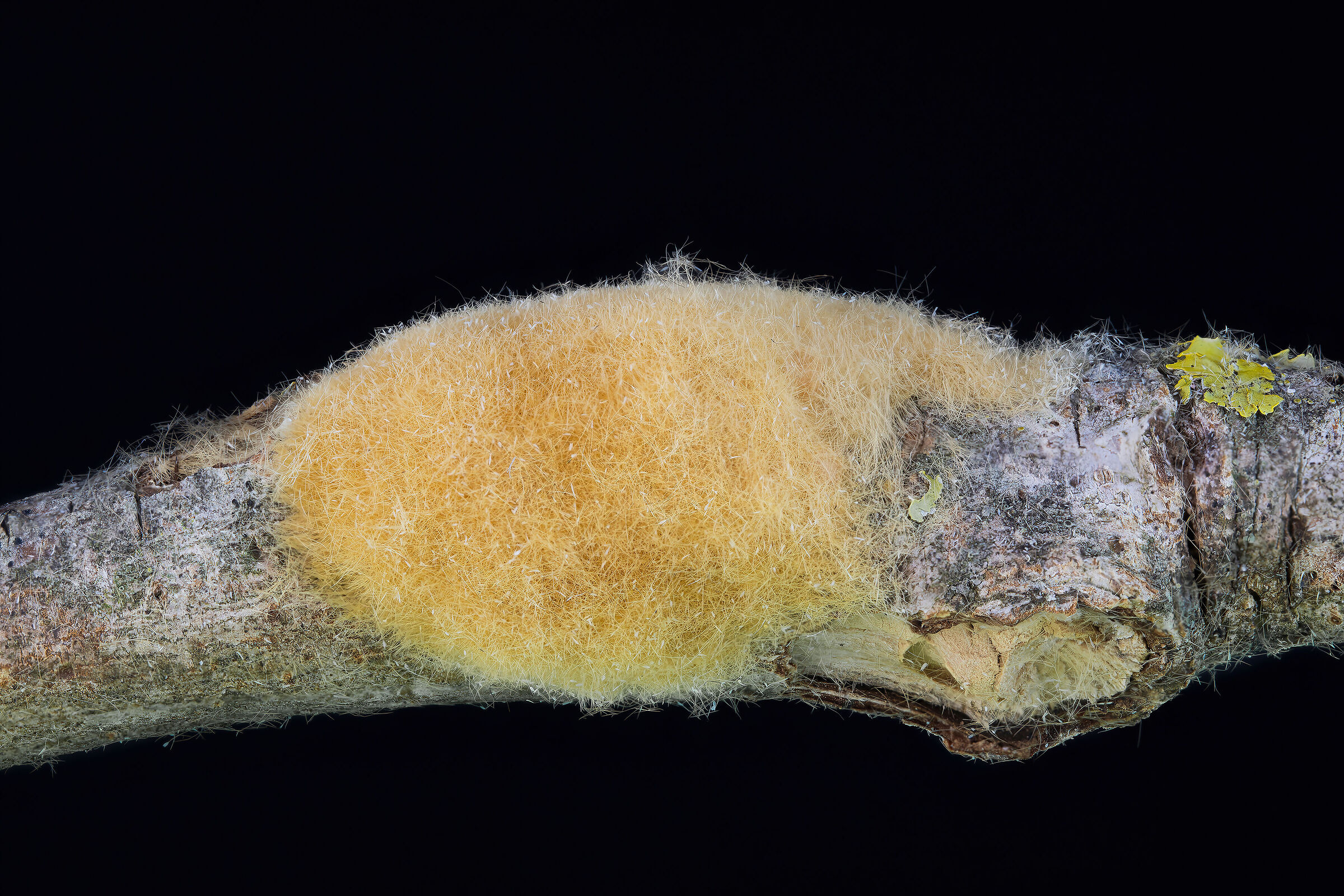 Lymantria dispar ovatura