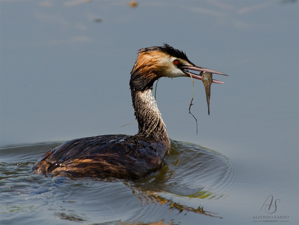 Grebe Mangione