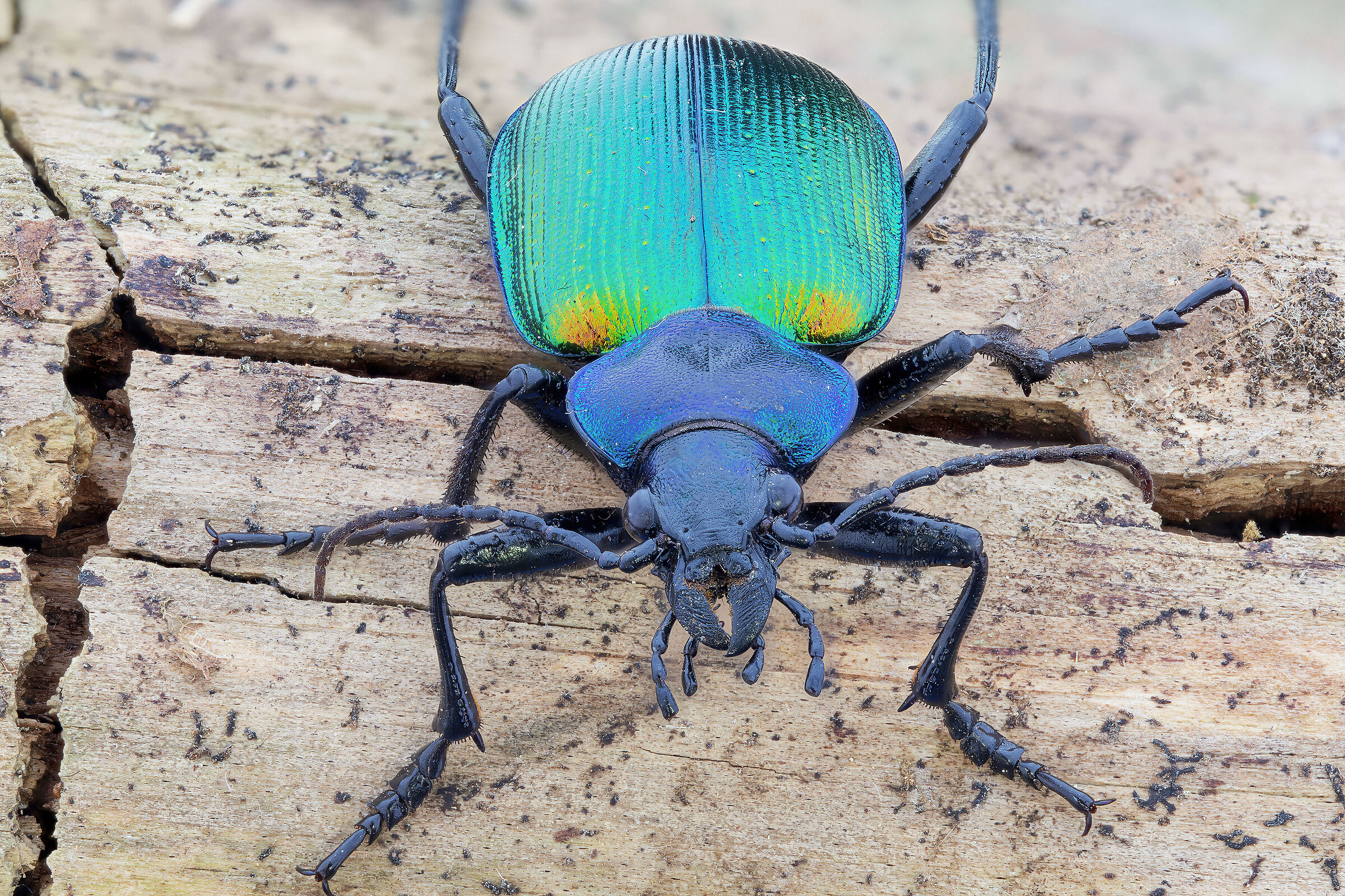 Calosoma sycophanta
