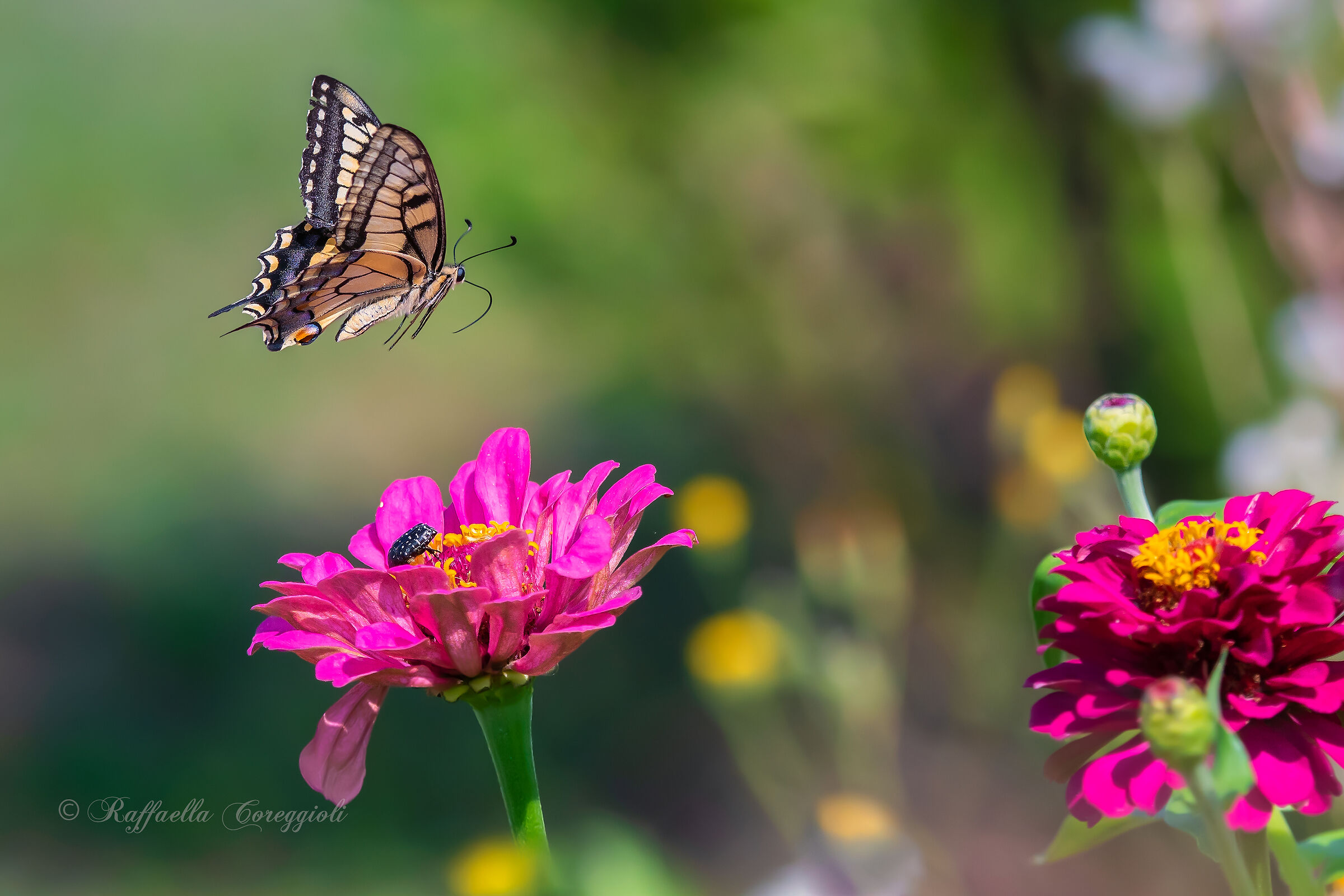 Papilio machaon su Zinnie