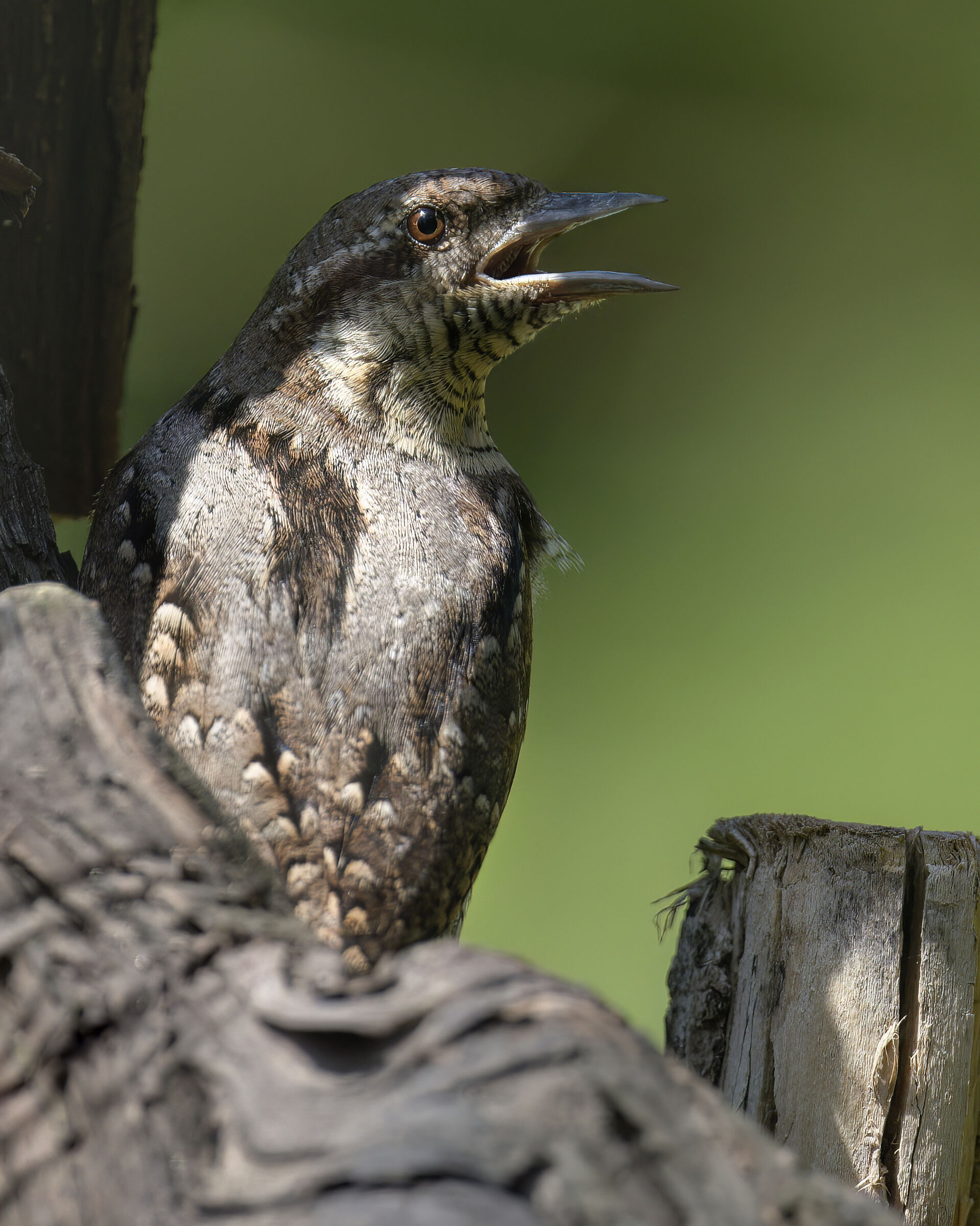WRYNECK