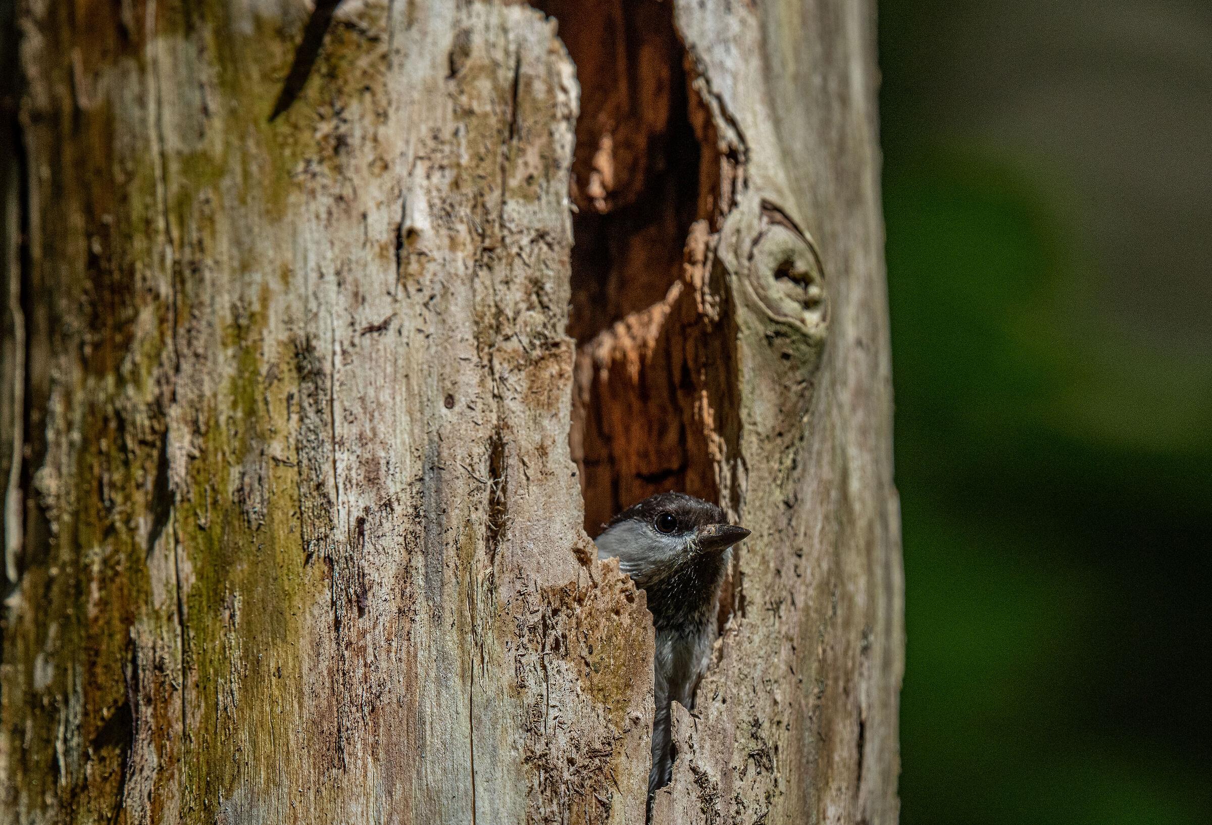 affacciata sul bosco dalla finestra di casa