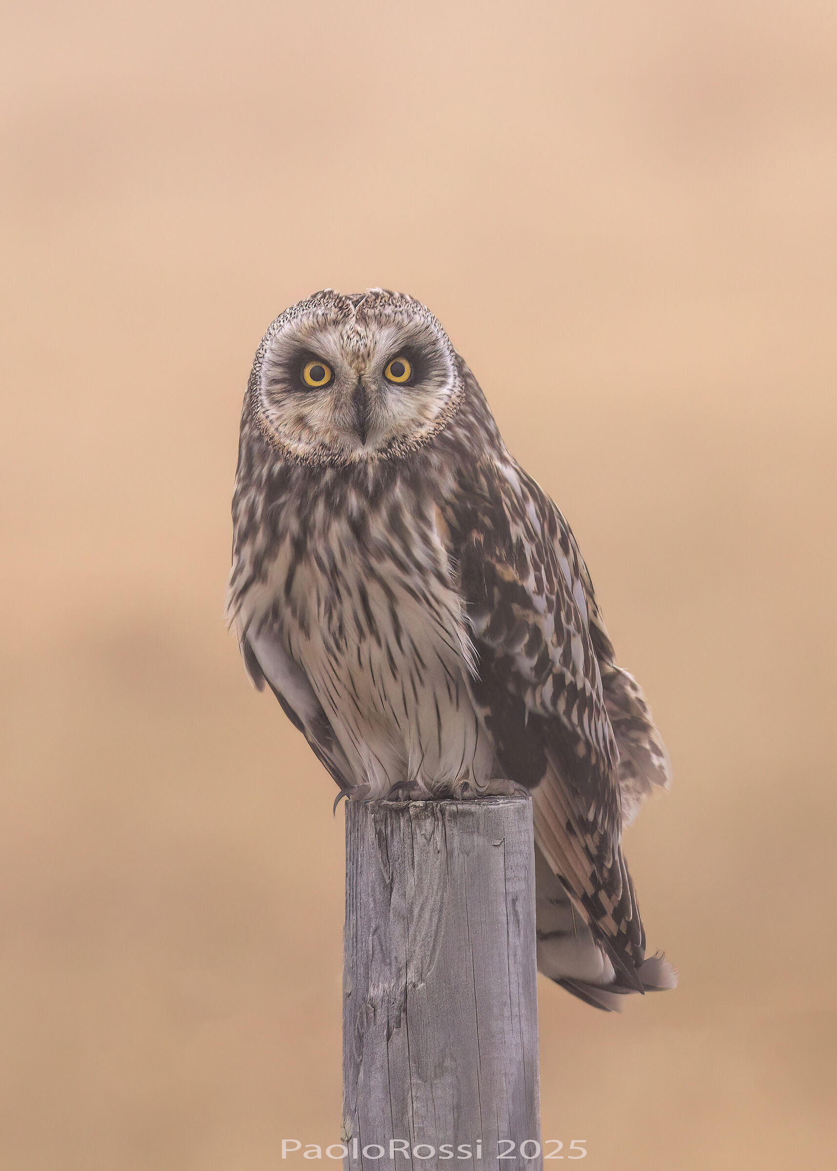 Swamp owl in the fog...