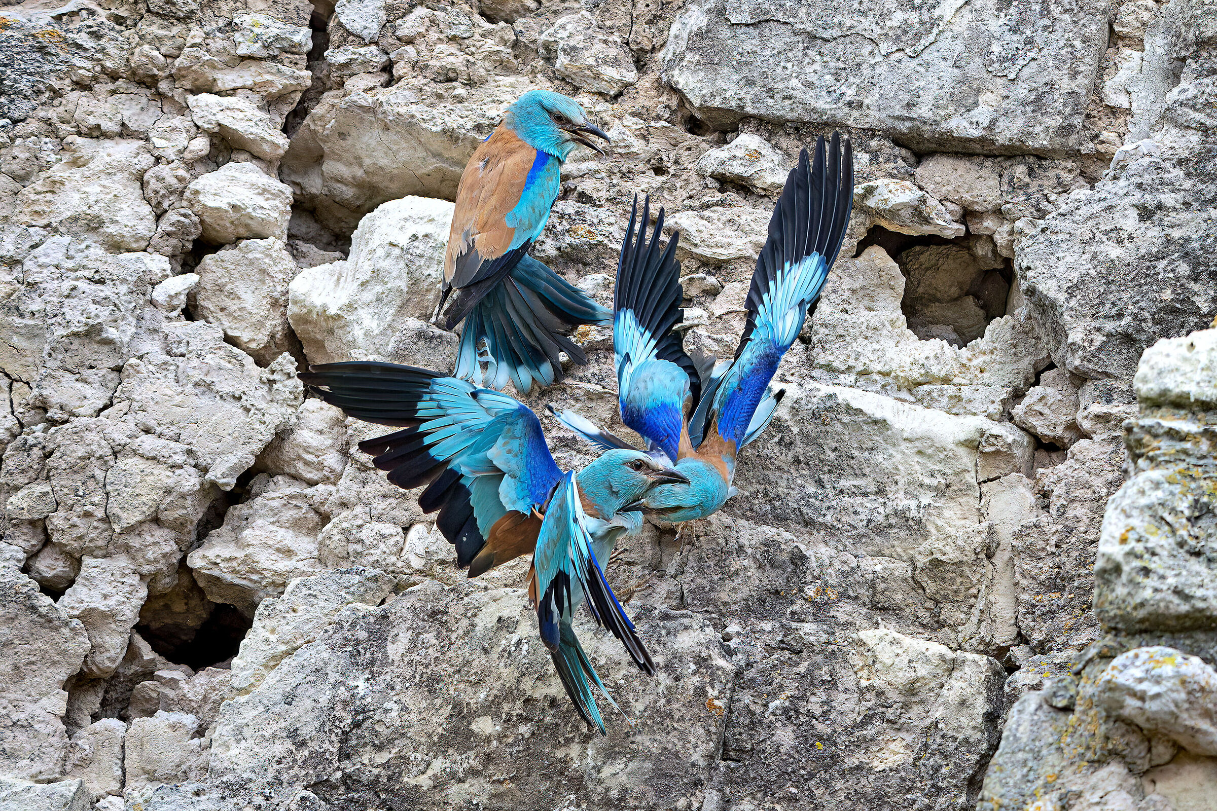 La battaglia delle ghiandaie marine