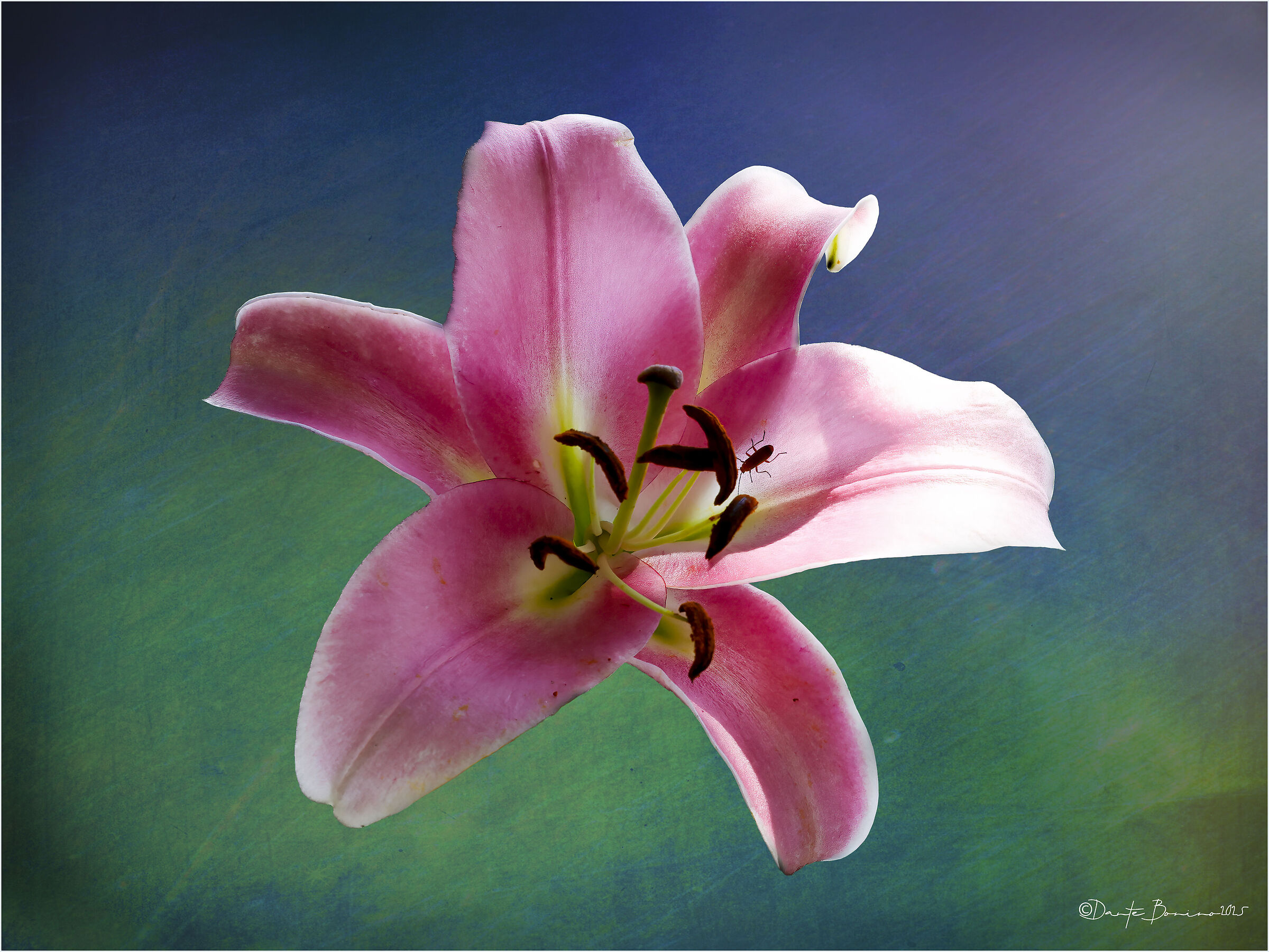 Pink oriental lily