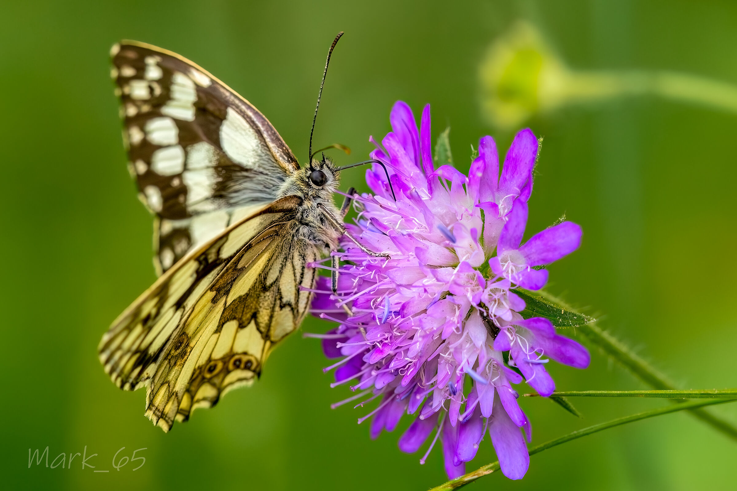Melanargia Galathea
