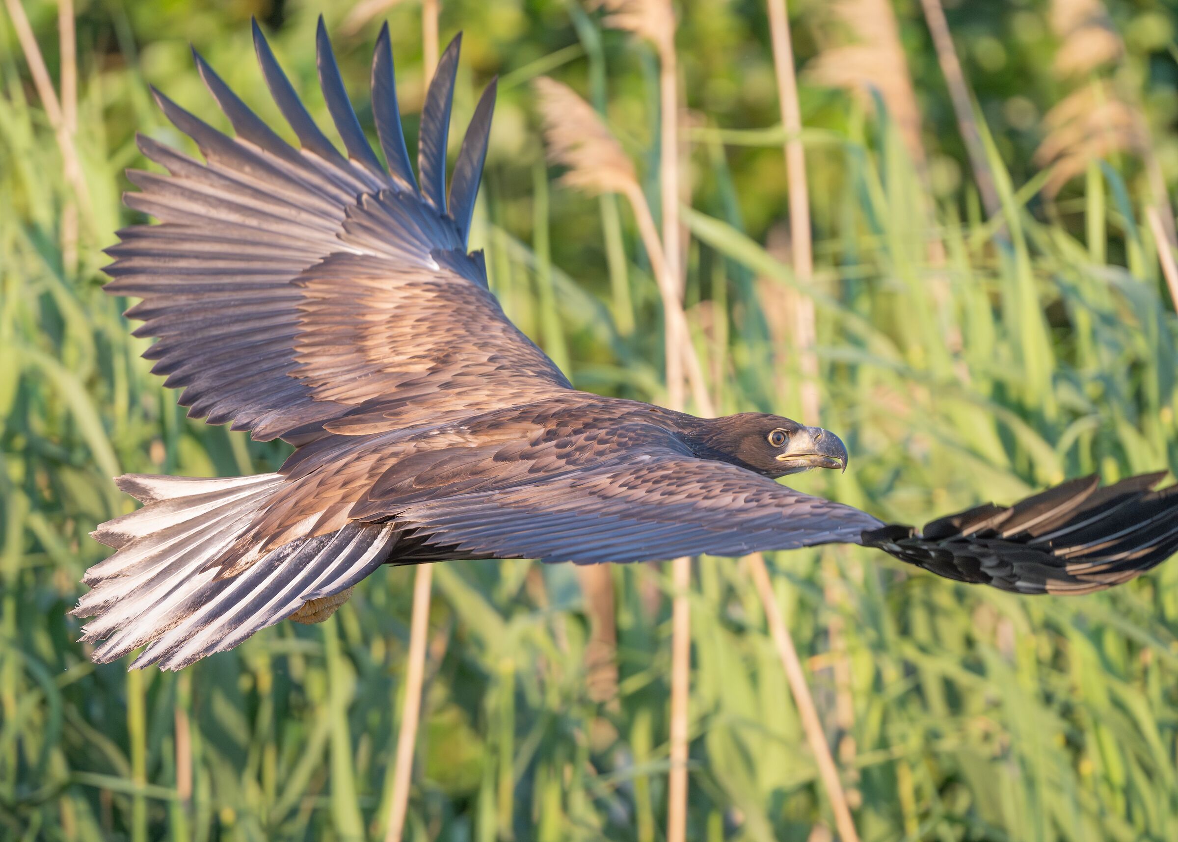 aquila di mare codabianca