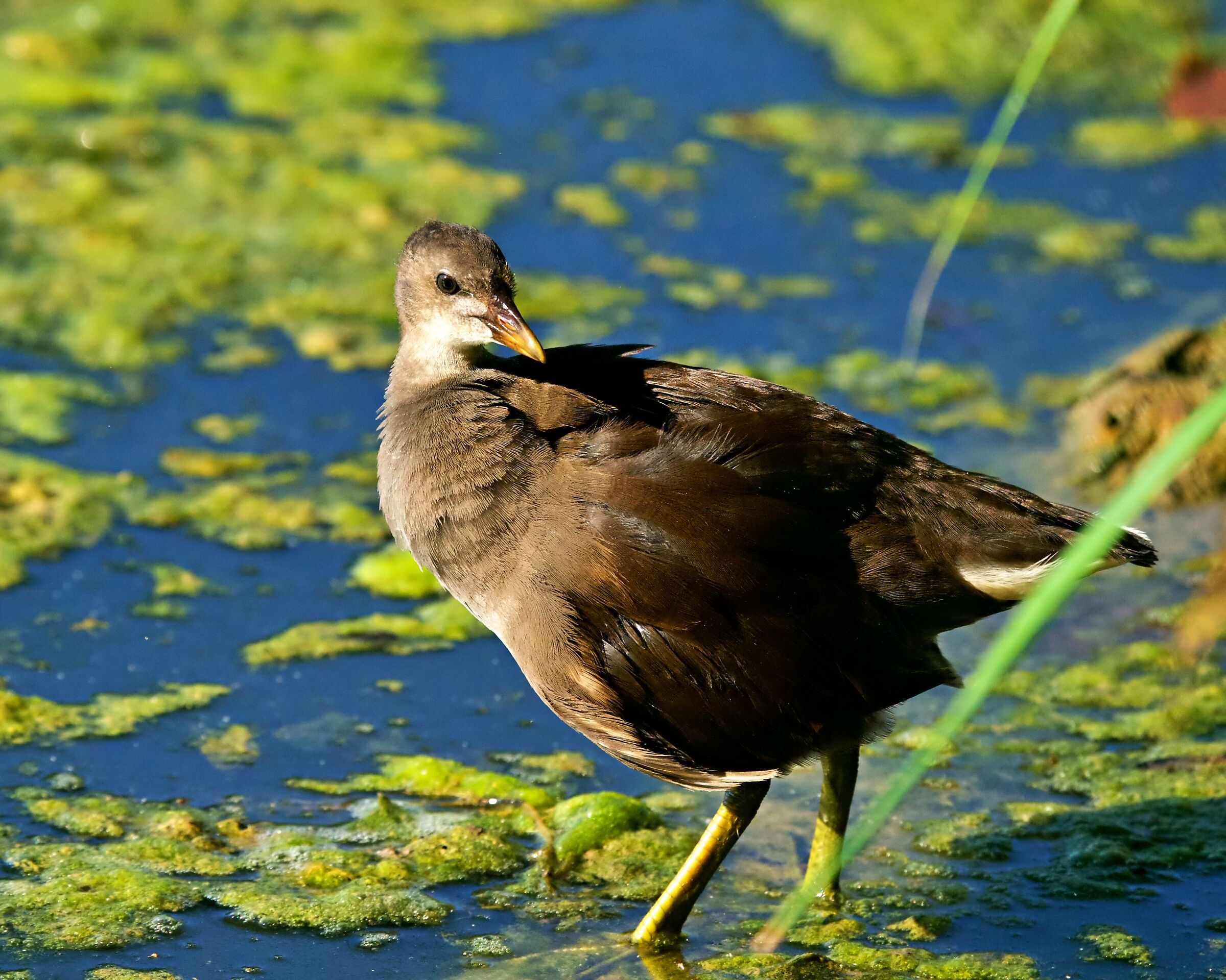 Gallinella "Next Generation"