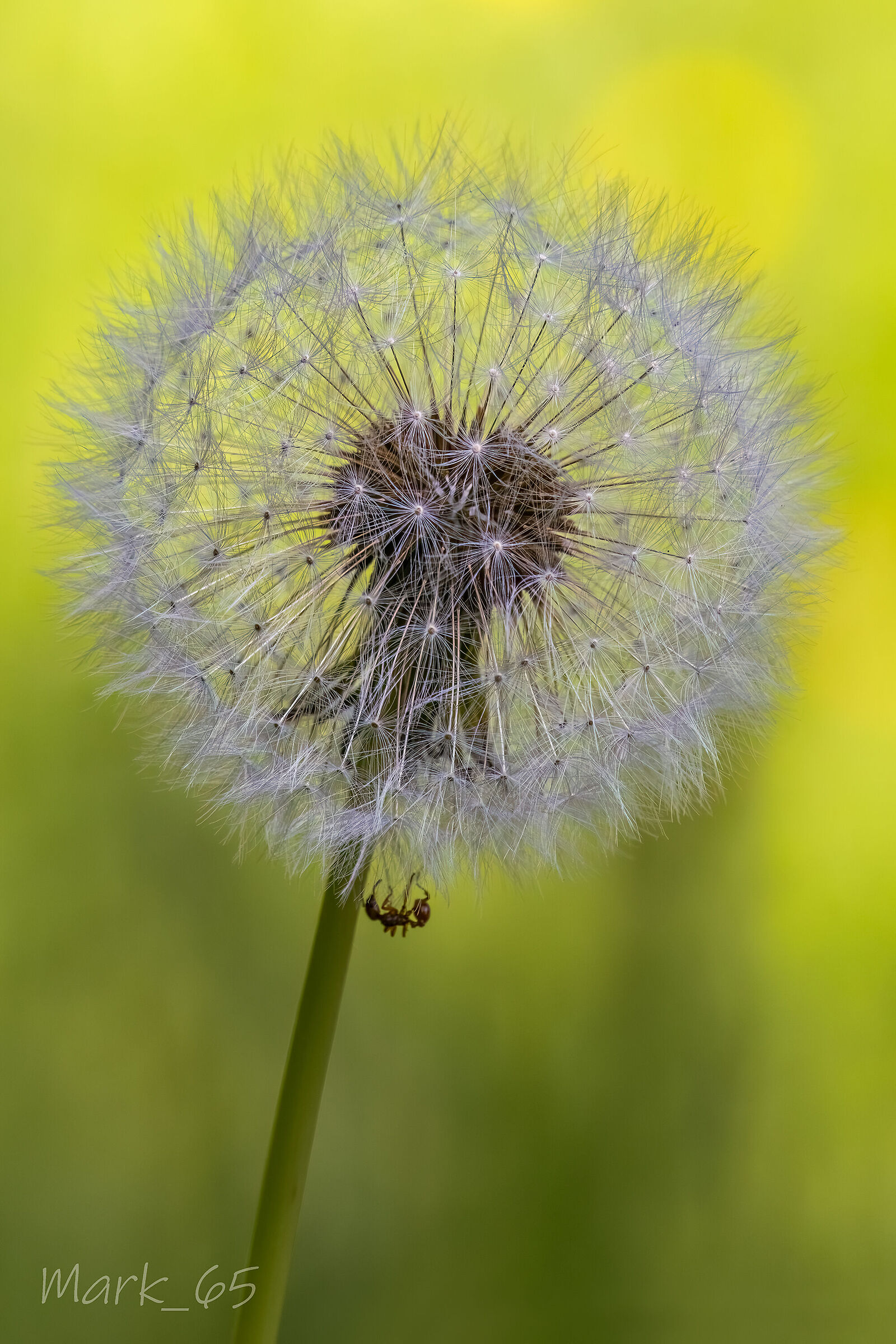 dandelion