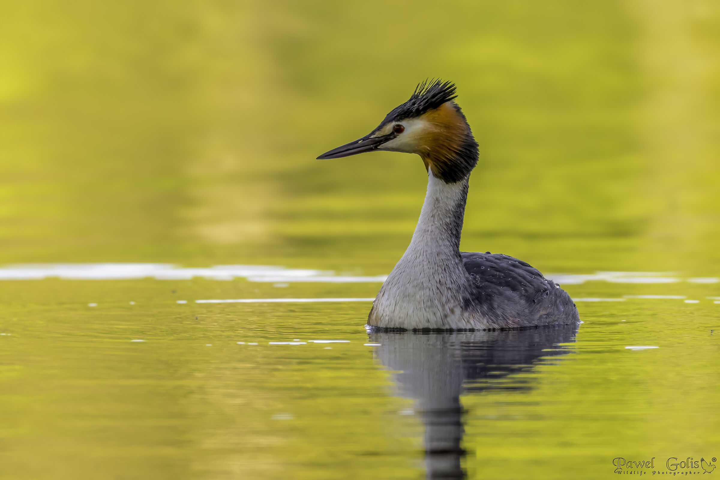 Svasso maggiore (Podiceps cristatus)
