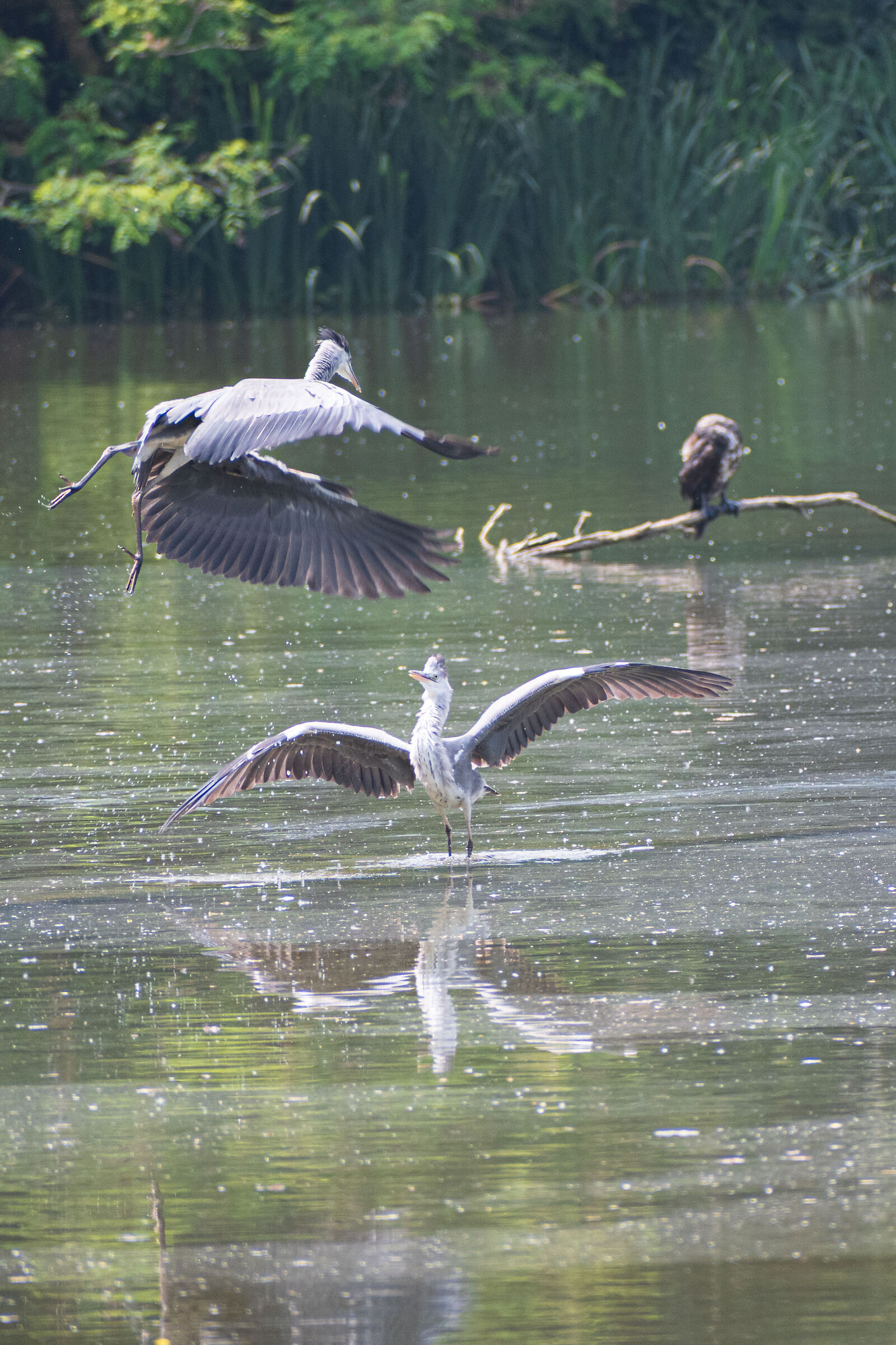 Do we quarrel or not?