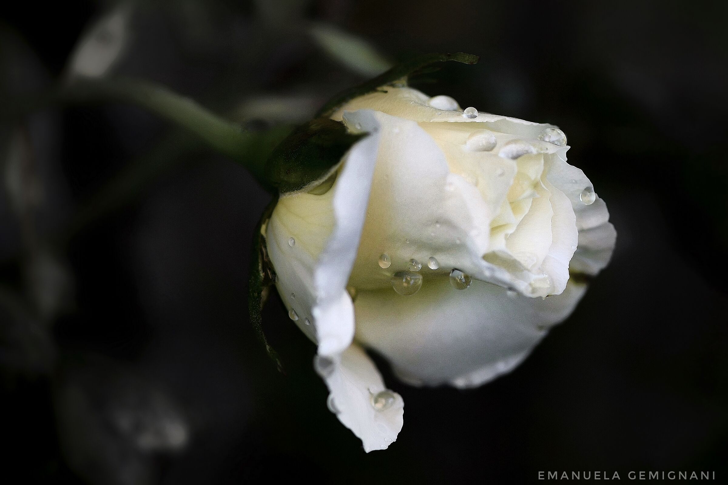 The white rose