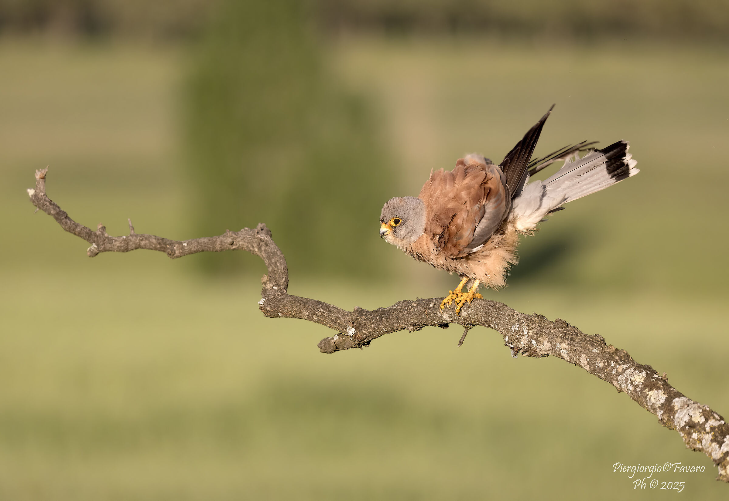 Male Lesser Kestrel.