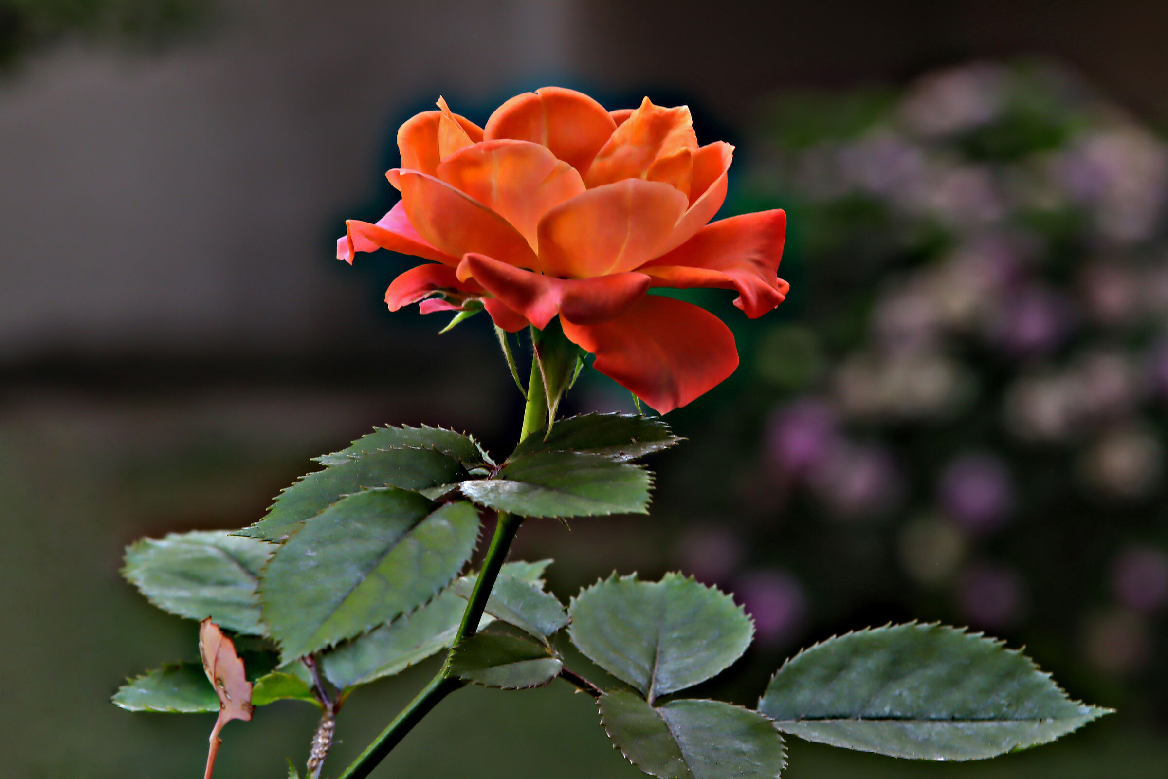 Rosellina