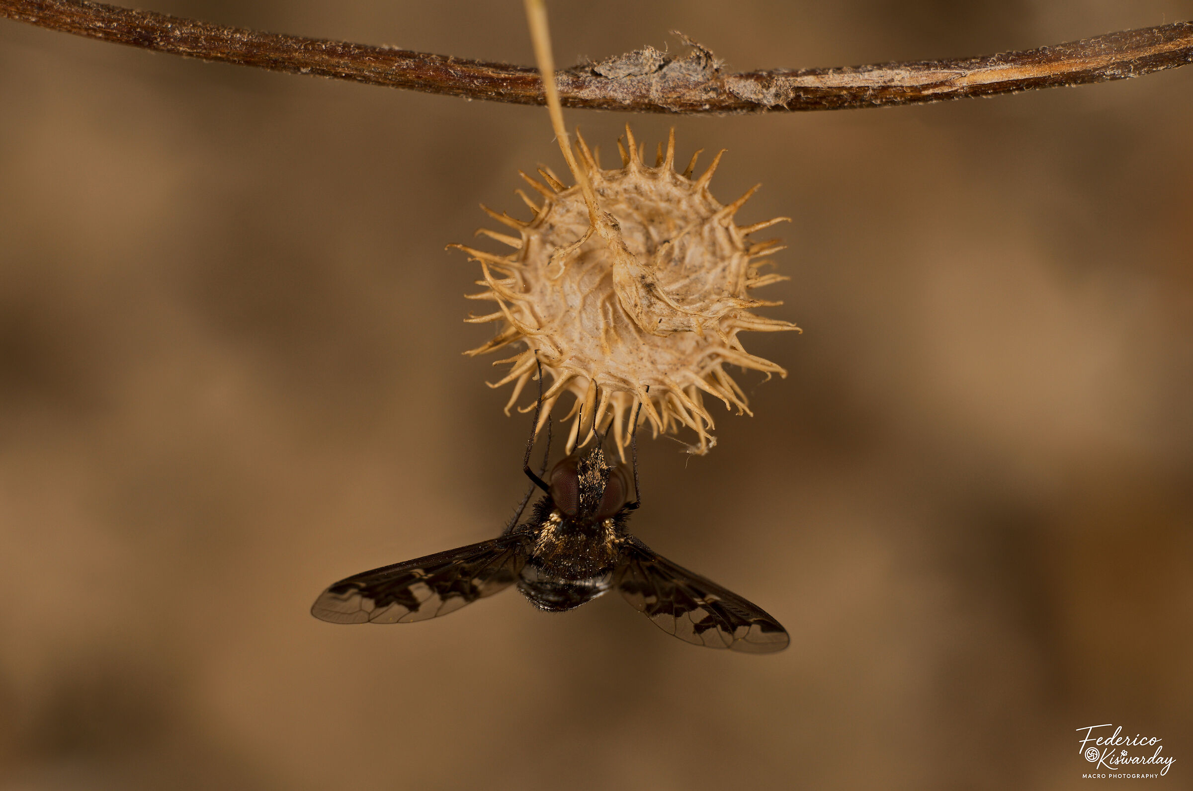 The fake bee: Hemipenthes morio (bee fly)