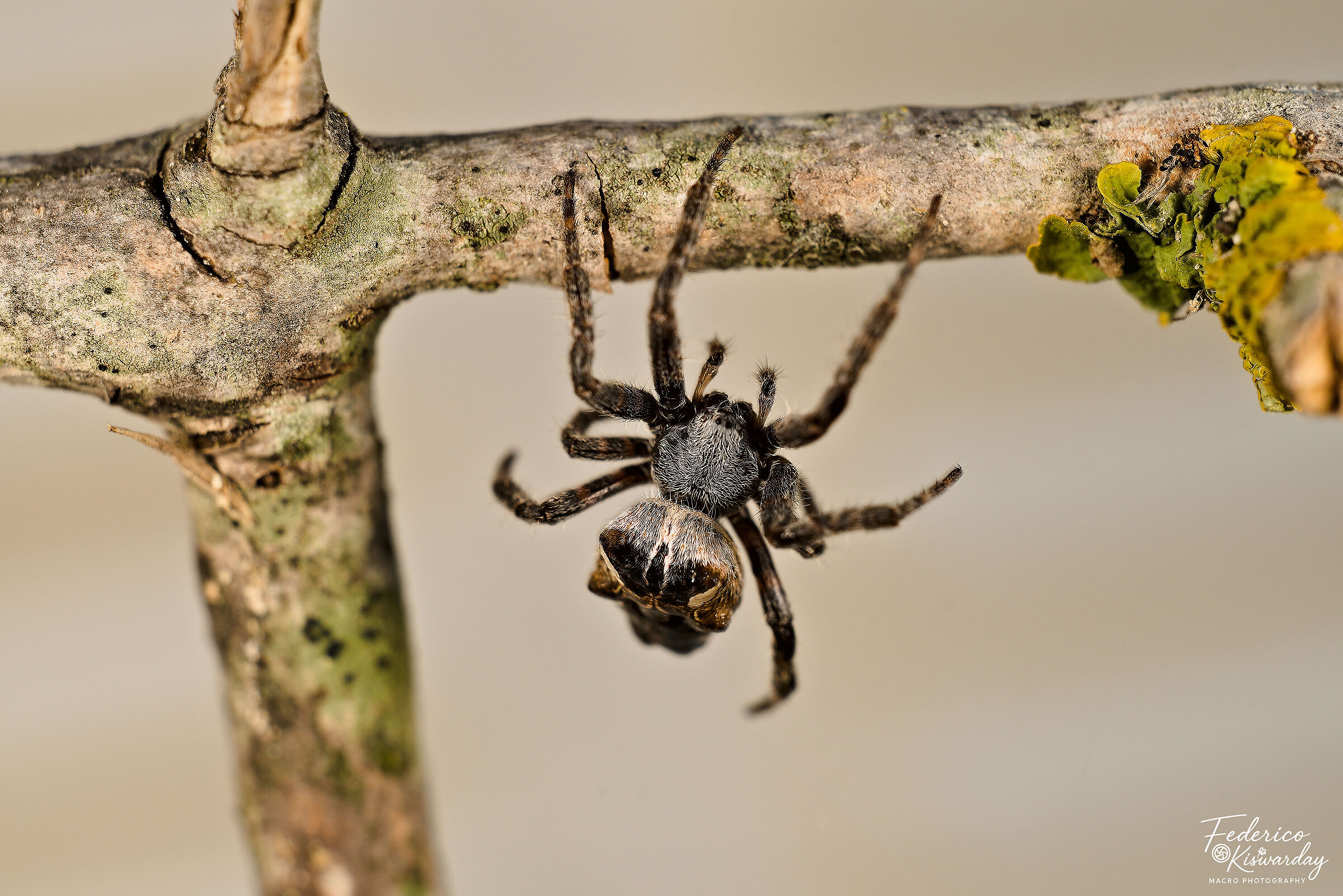 Cyrtophora citricola: the suspended engineer