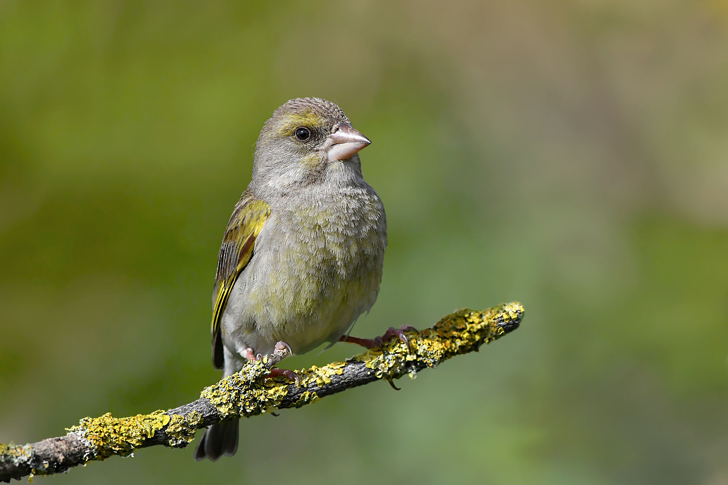 Stories of feathers 9 ( Verdone F. )