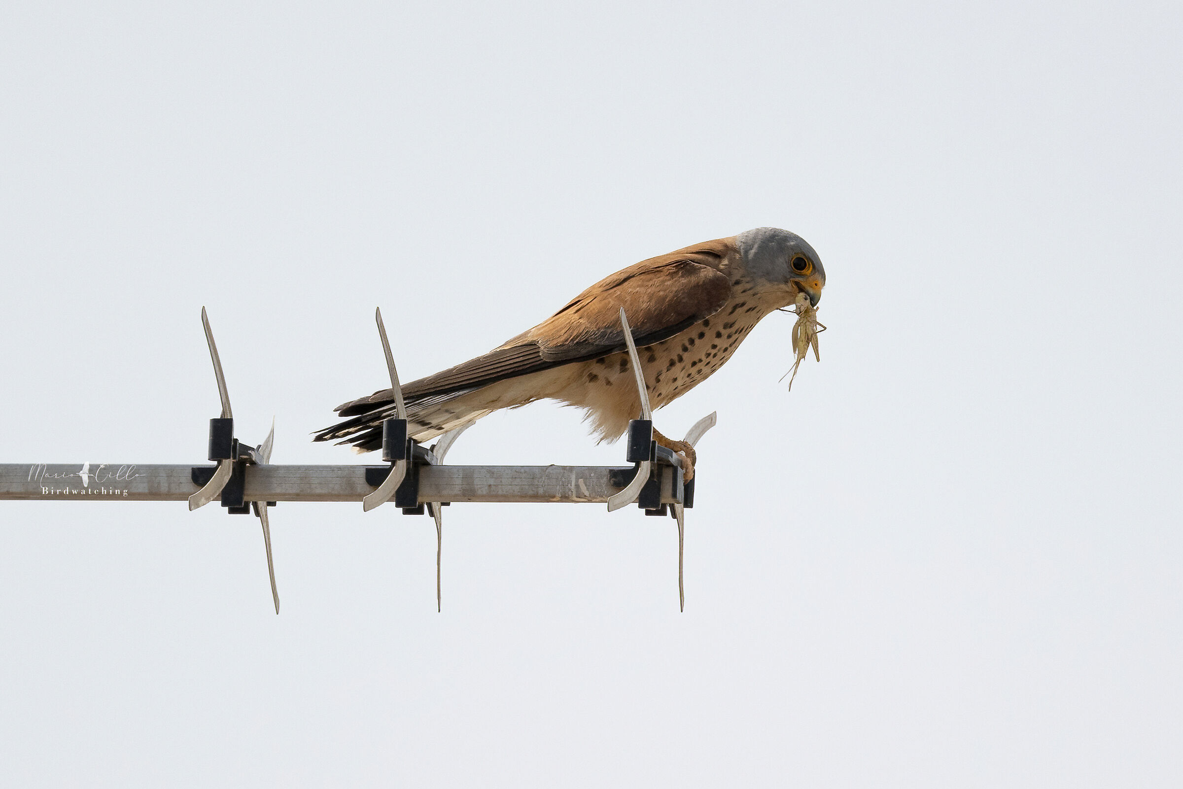Male lesser kestrel with prey