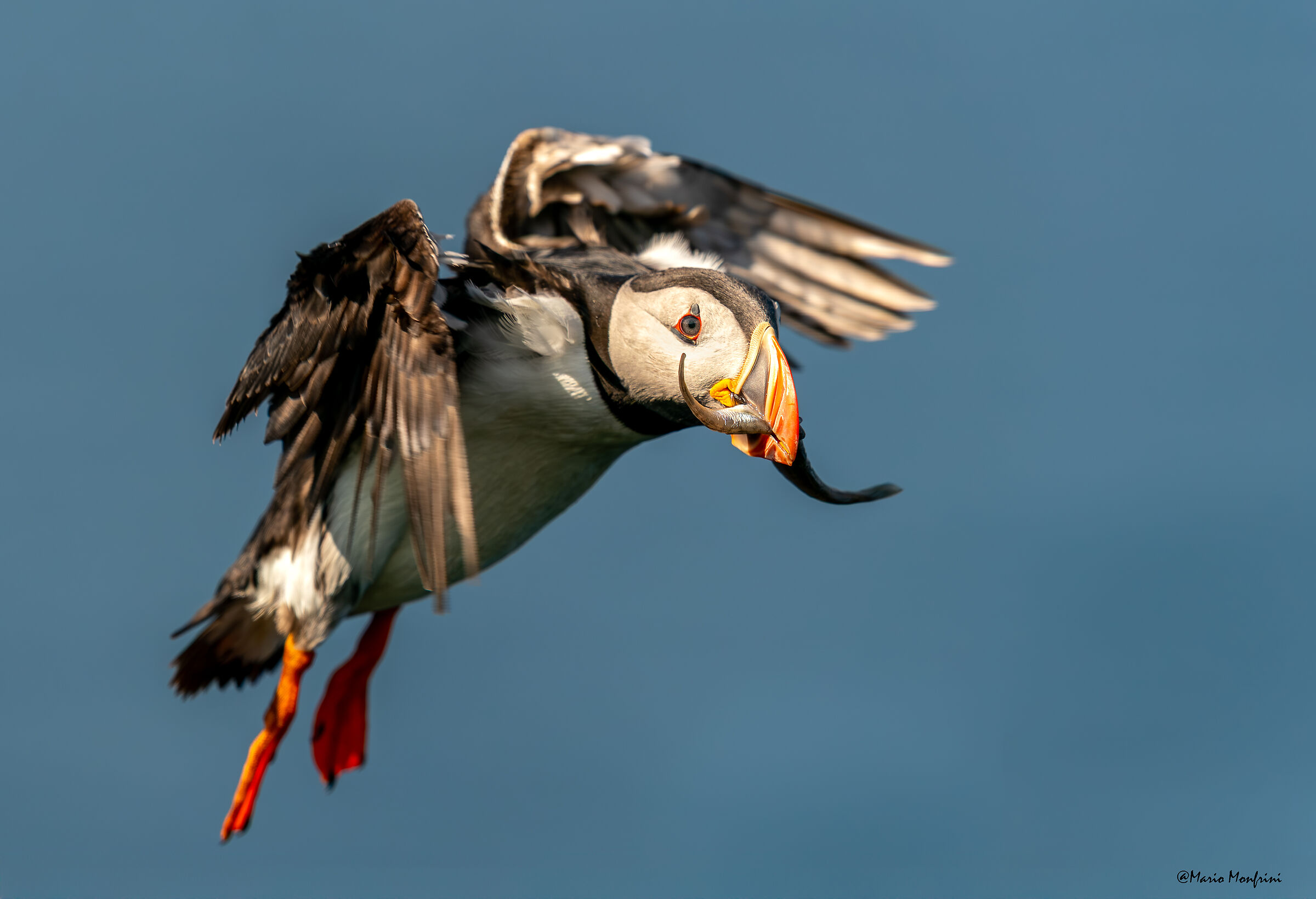 Puffin al tramonto