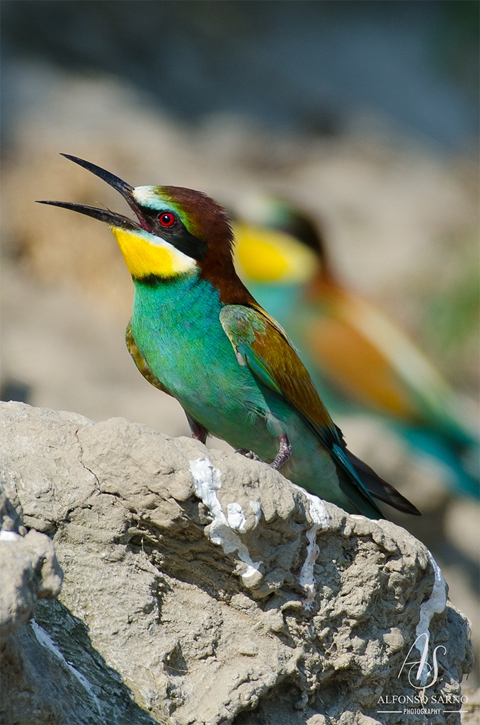 Bee-eater
