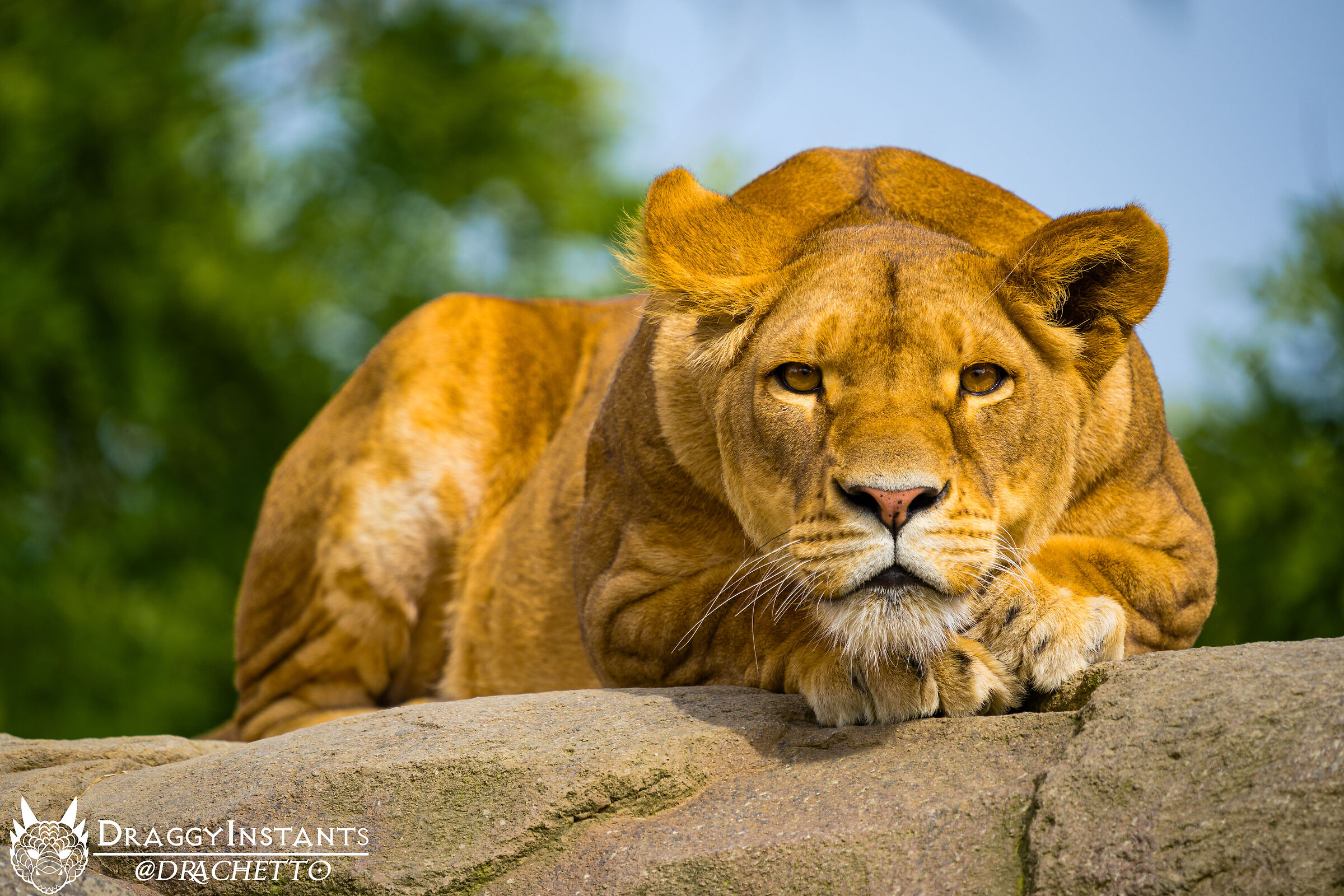 Leone at the Zoom in Turin
