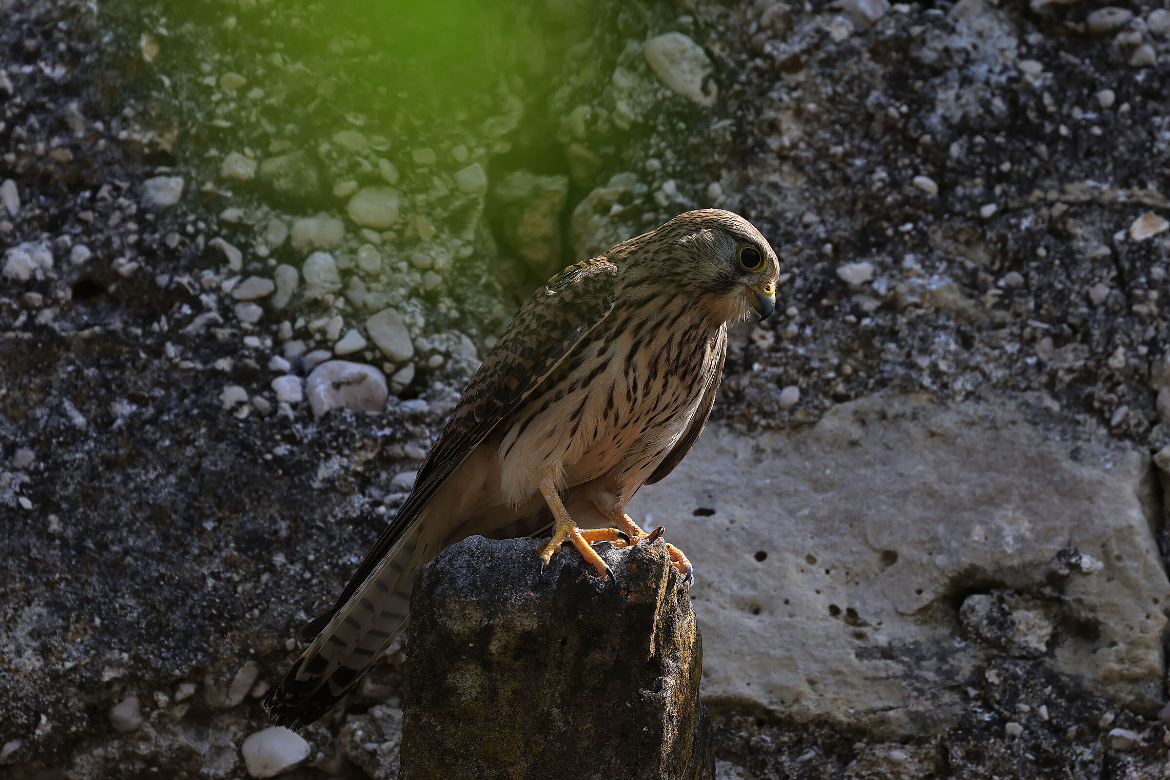 Kestrel Female