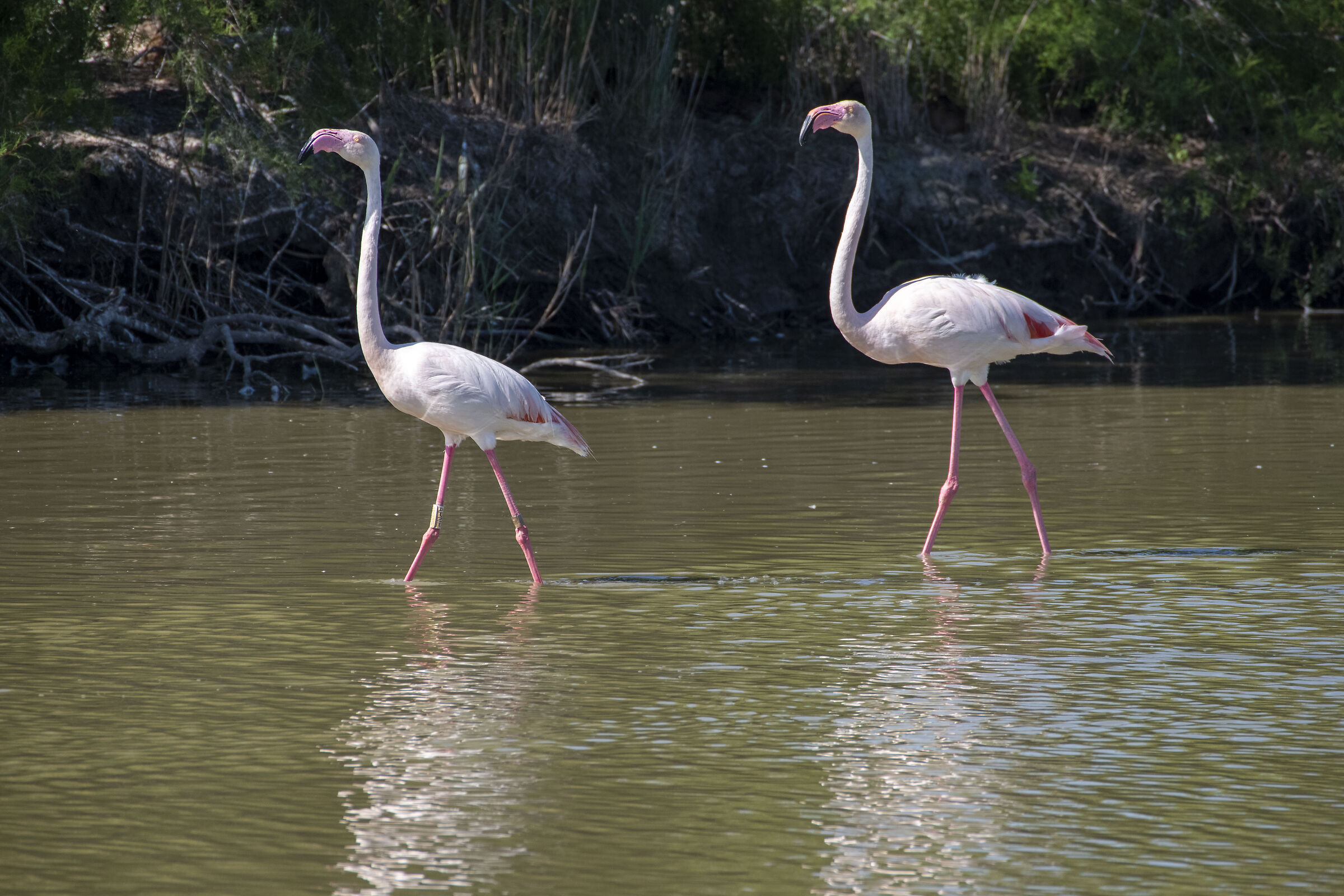 Parco ornitologico di Pont de Gau