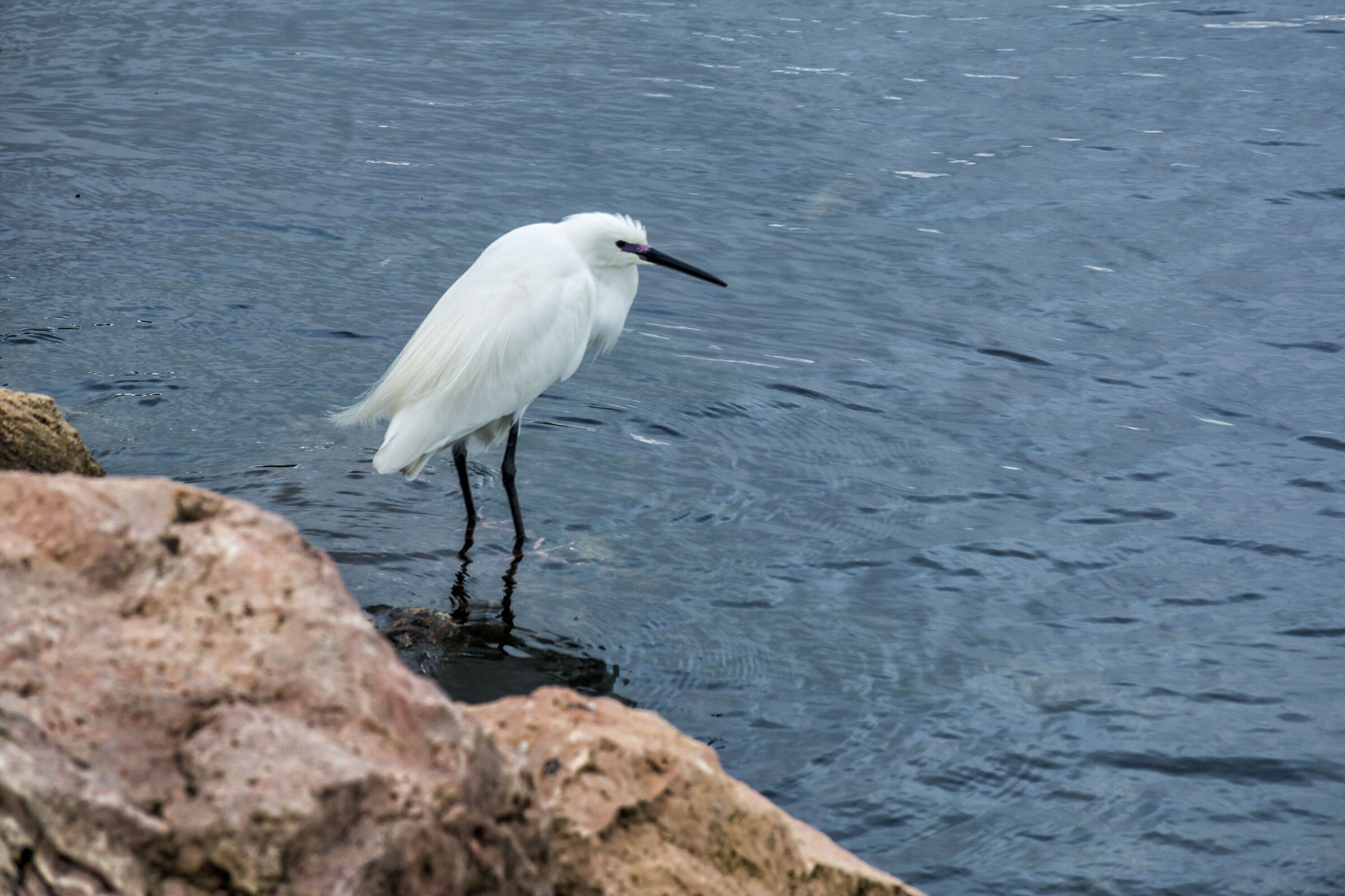 L'attenzione della garzetta