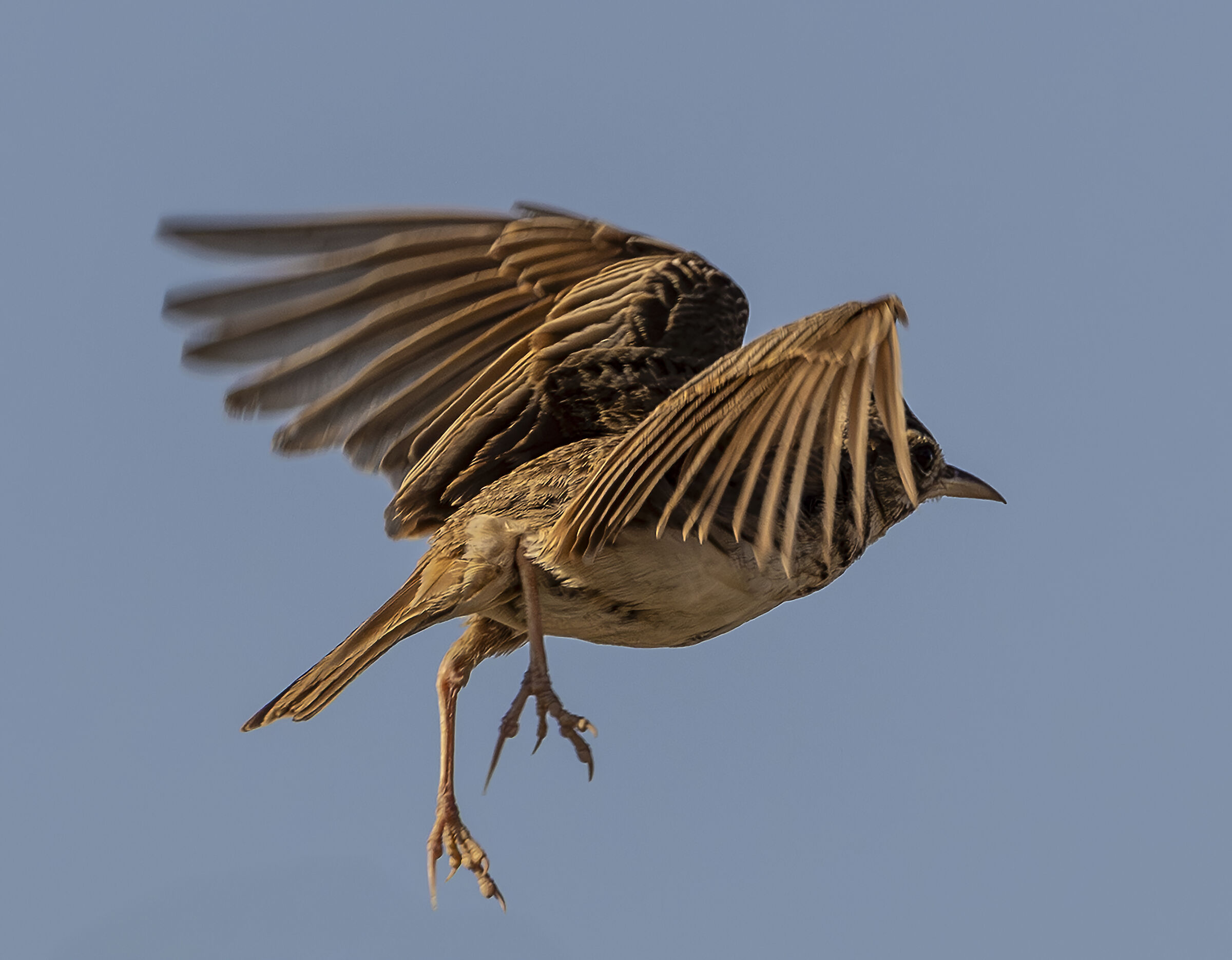 flying crested lark
