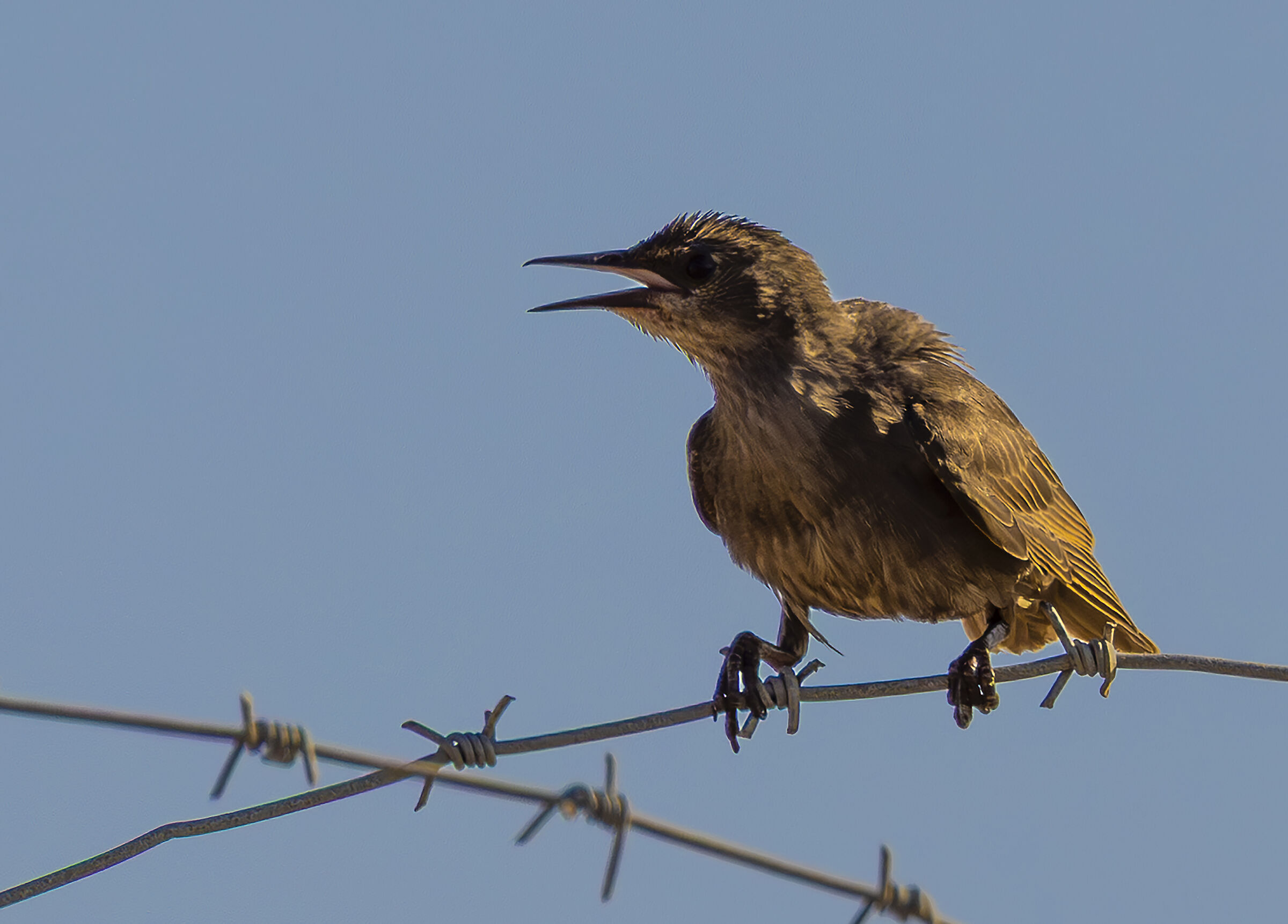 starling chick resized