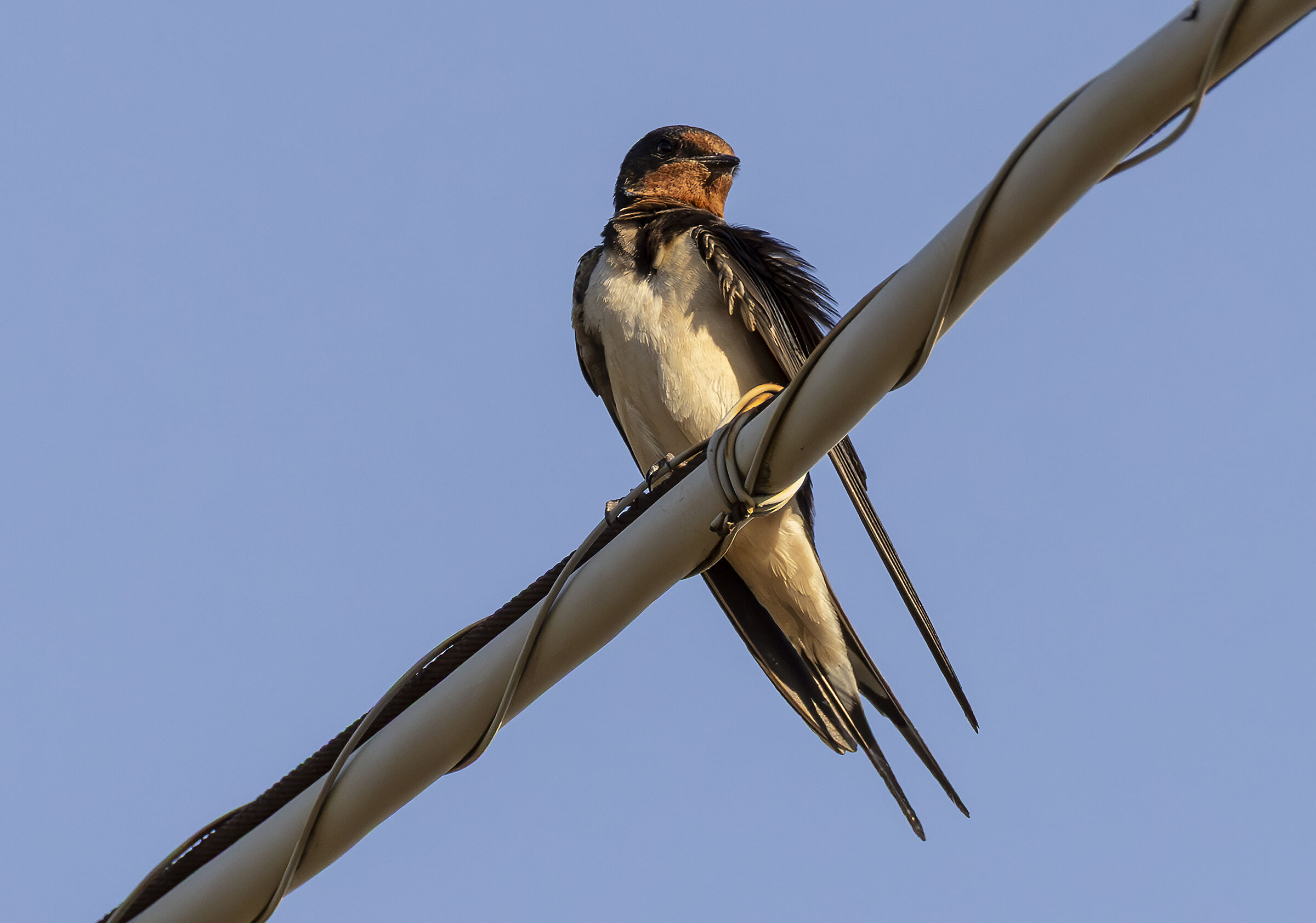 barn swallow