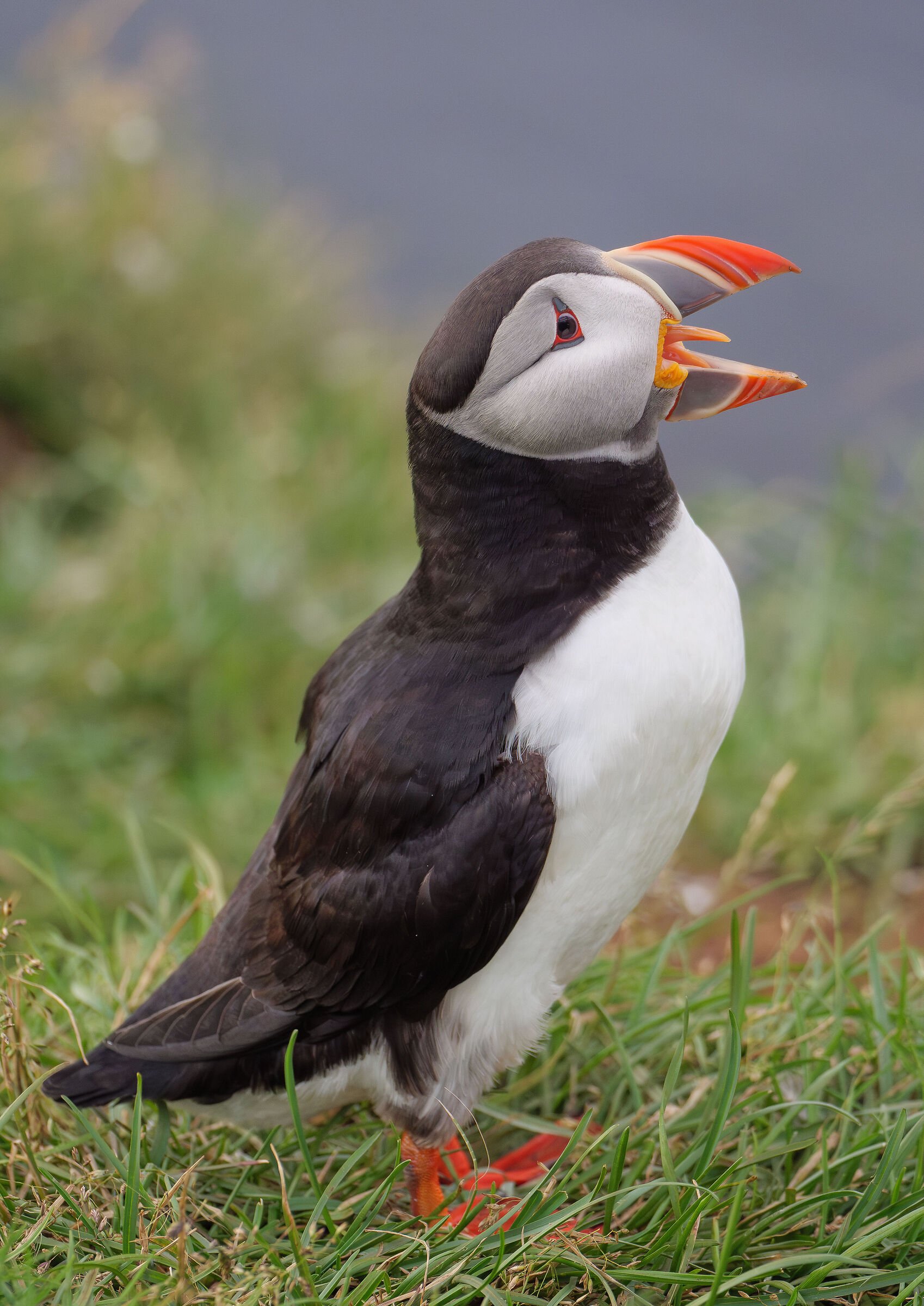 Puffin.
