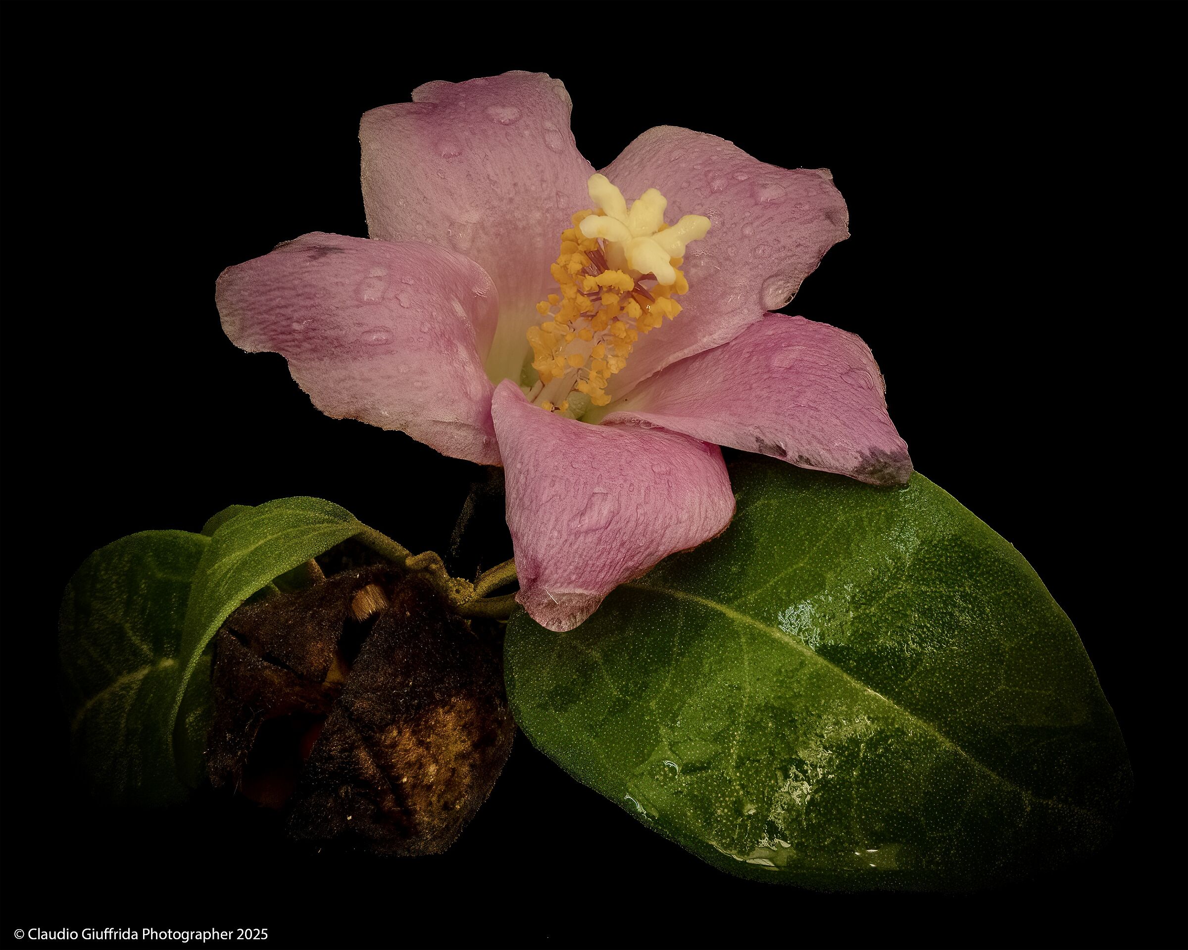 Laguanaria petersonia