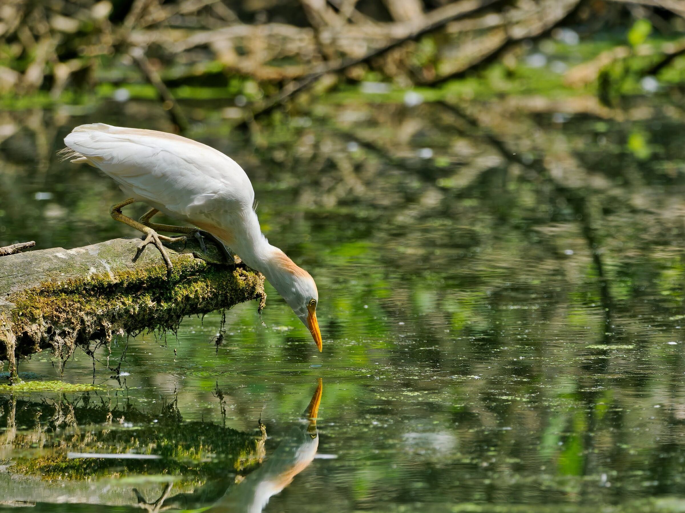 Cattle egret.
