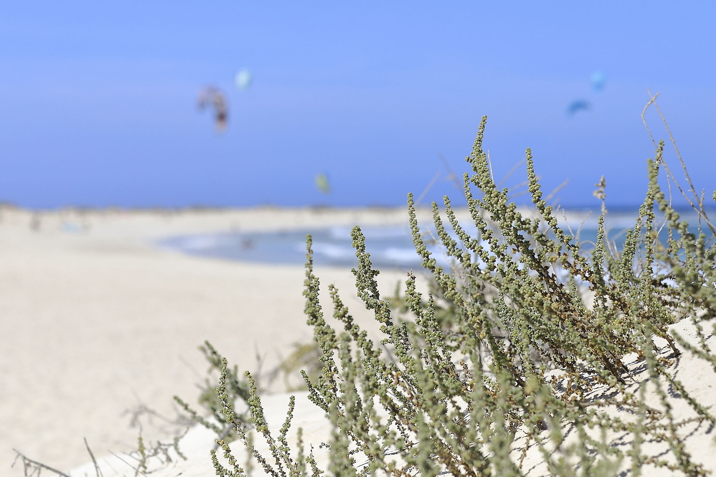 Grandes Playas de Corallejo - Fuerteventura S