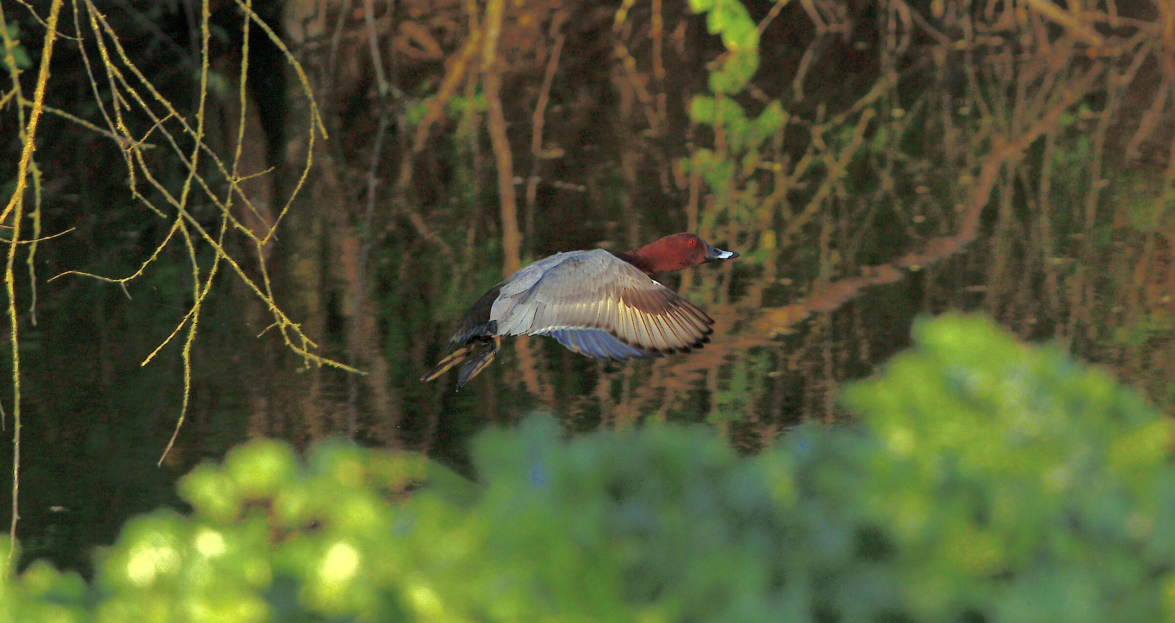 Male Pochard