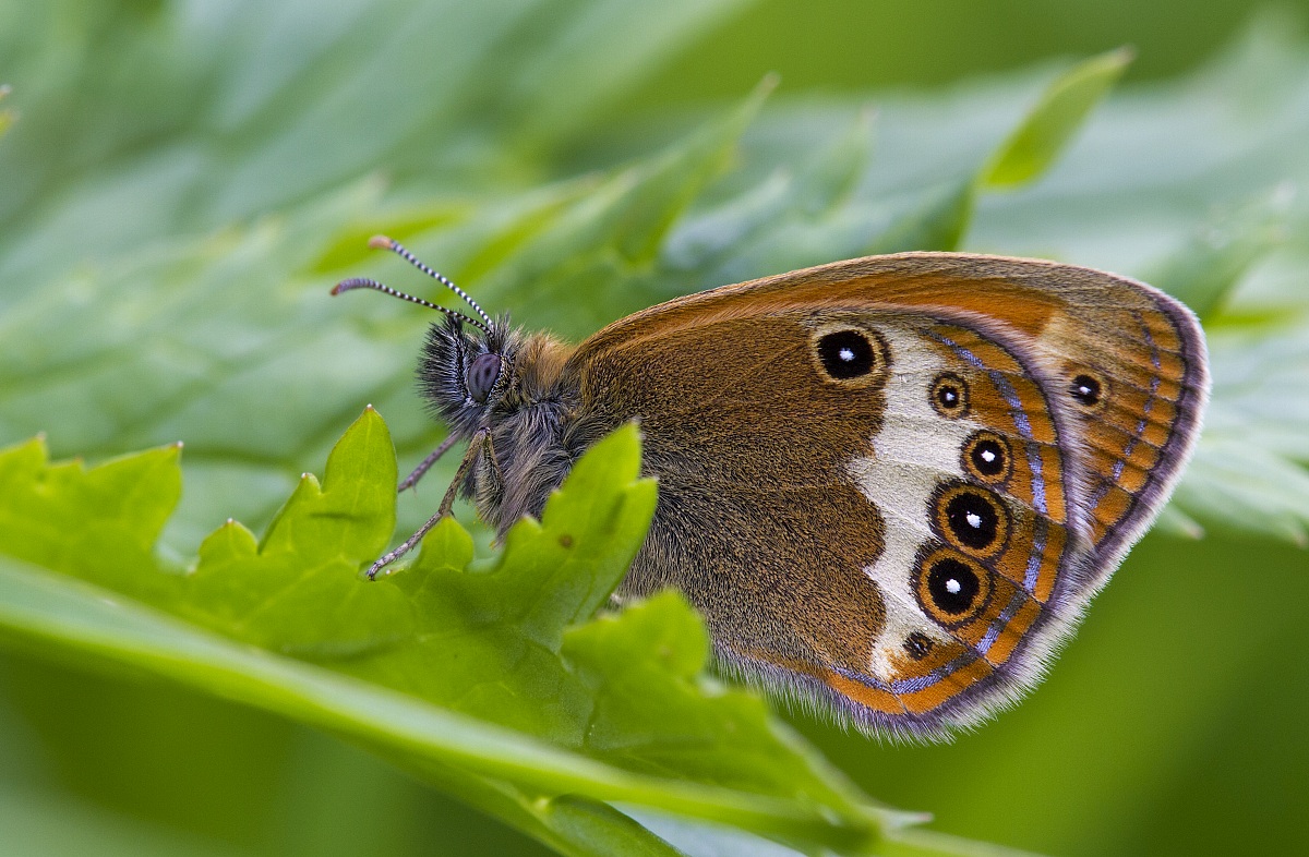 Arcania coenonympha