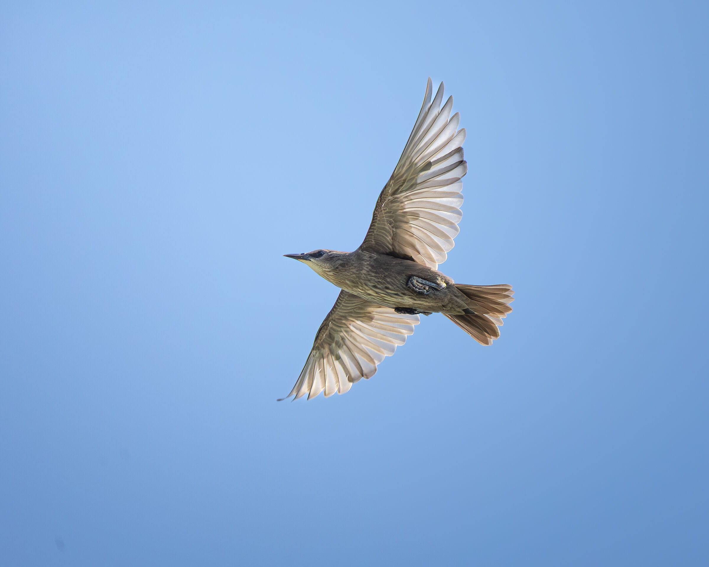 The flight of the young starling