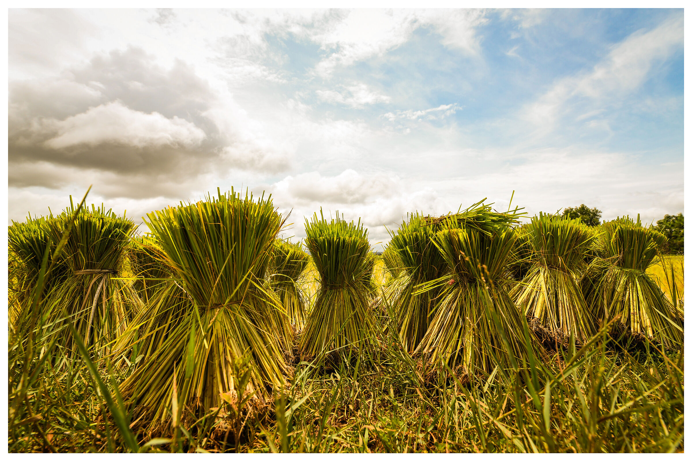 Il raccolto del riso