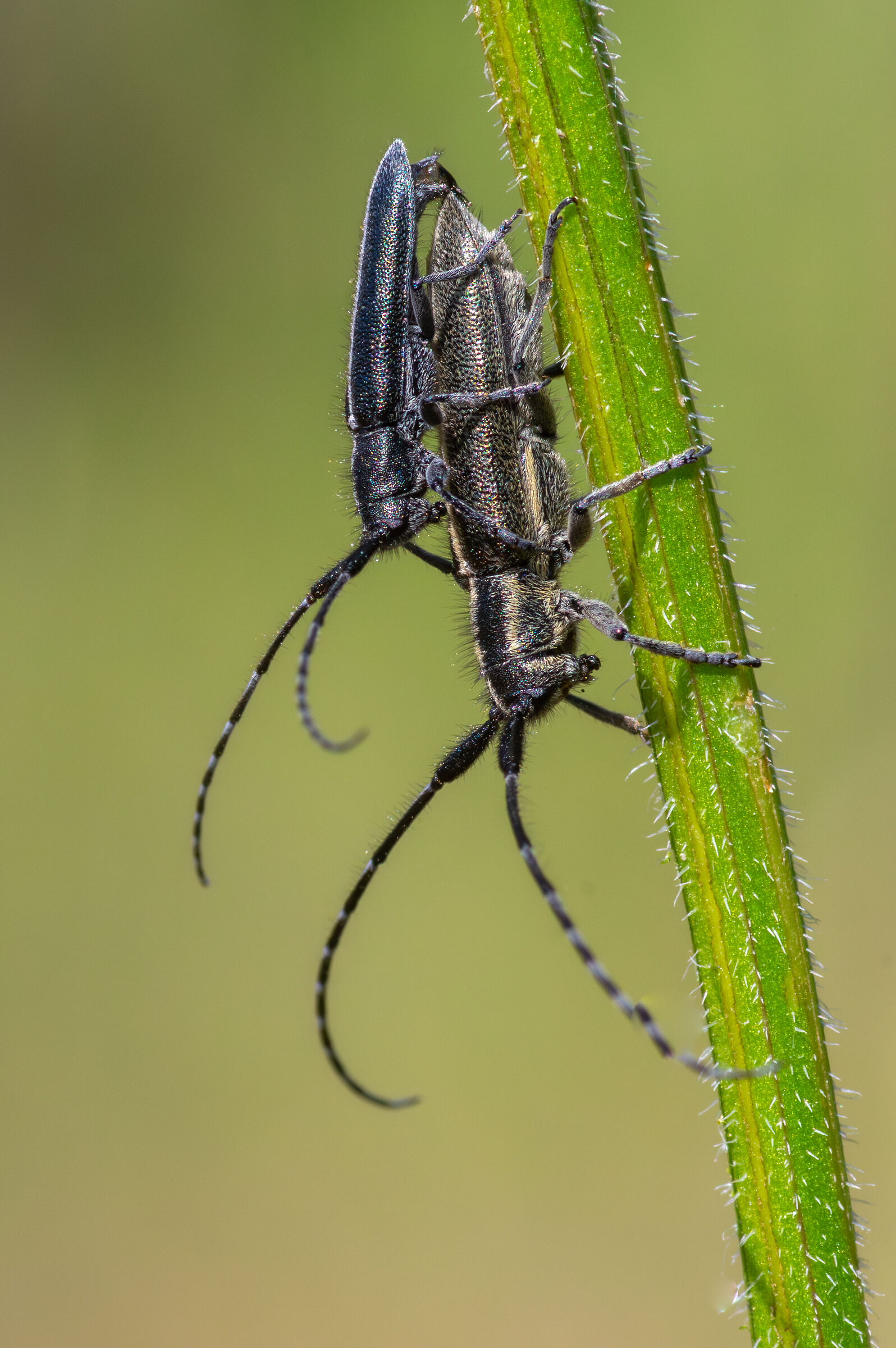 Agapanthia cardui